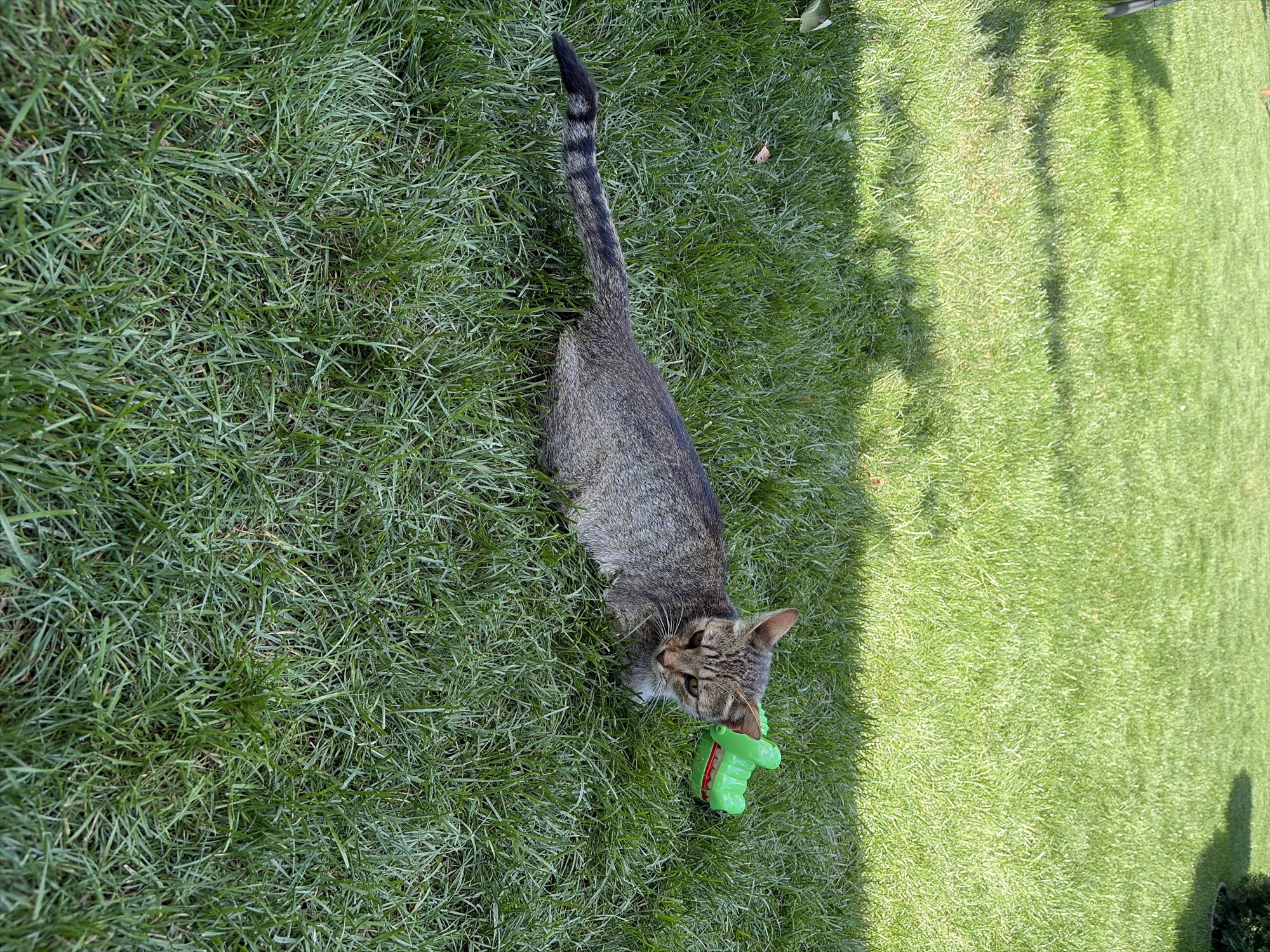 A tabby cat is lying on a green lawn. The cat is facing to the right and has a toy crocodile next to its head. The toy is green and has red teeth. The lawn is mowed and has some shadows on it. The image appears to be taken outdoors.