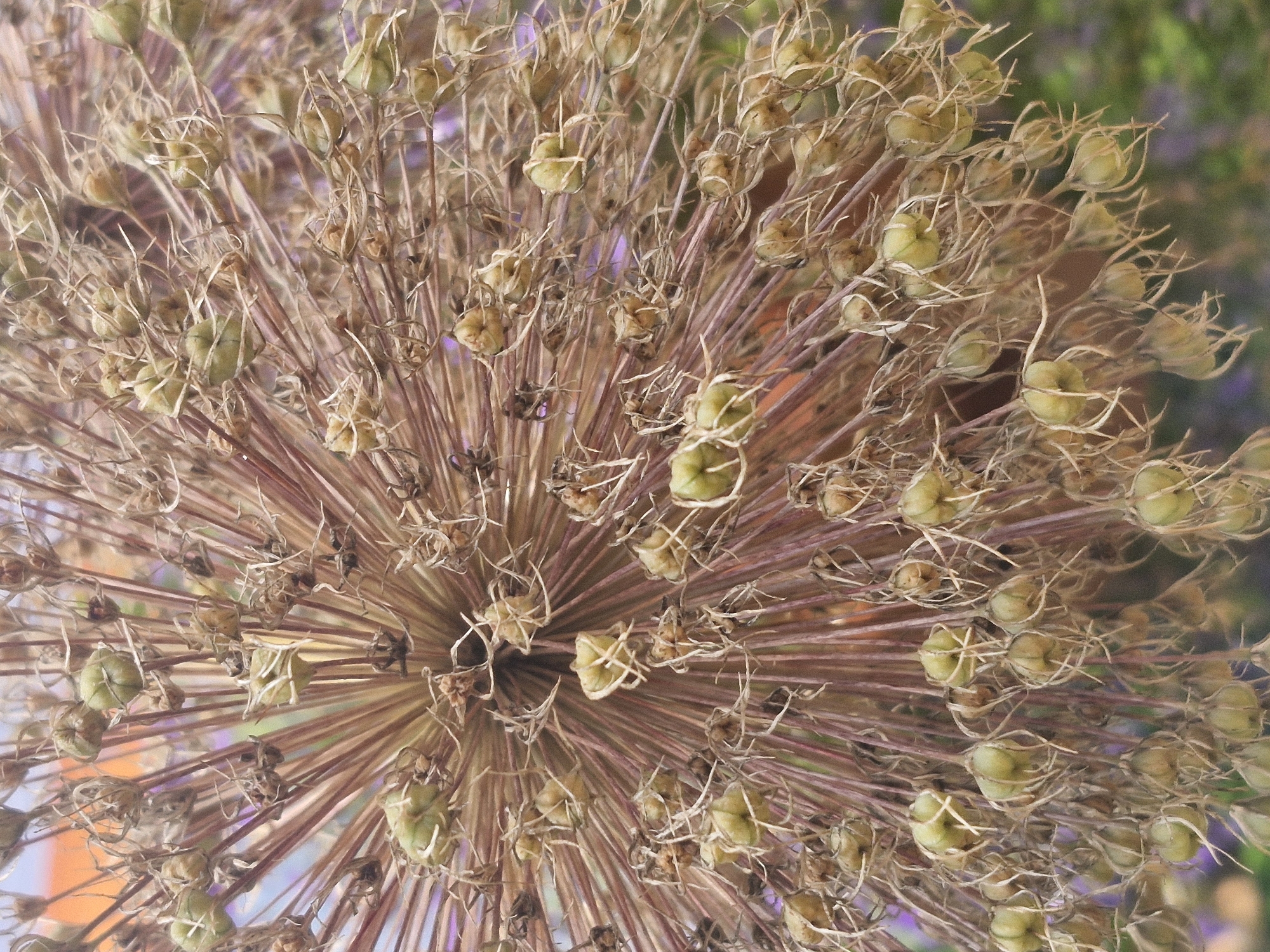 The image is a close-up, slightly out-of-focus view of a dried Allium seed head. The seed head is spherical, composed of numerous thin, brown stems radiating outwards from a central point. Each stem terminates in a small, dried capsule, many of which are still intact and contain small, light green seed pods. The overall texture is dry and brittle, with a network of fine, hair-like filaments also visible. The background is blurred, showing hints of purple and orange, suggesting the presence of other flowers or foliage in a garden setting. There are no people or actions depicted. The scene is outdoors, likely in a garden or park. No specific location in Klaipėda, Lithuania is identifiable from the image.