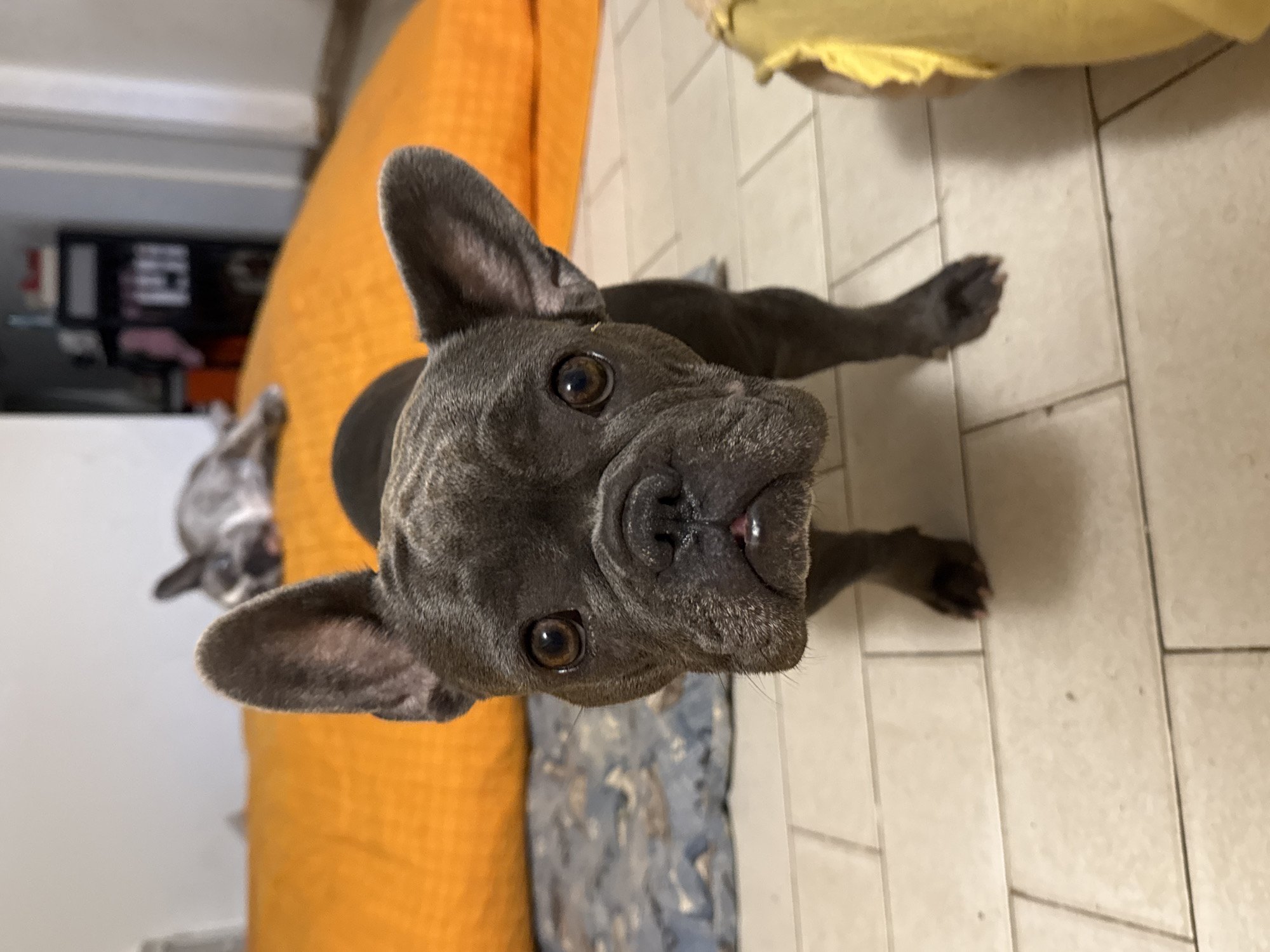 A close-up, low-angle shot focuses on a dark gray French bulldog with large, alert ears and wide brown eyes. The dog's face is centered, with its snout slightly wrinkled and a hint of pink tongue visible. The background is blurred, showing an orange cushion or bed on the left and what appears to be another dog lying down on it. The floor is tiled with light-colored squares. The scene appears to be indoors, possibly in a living space.