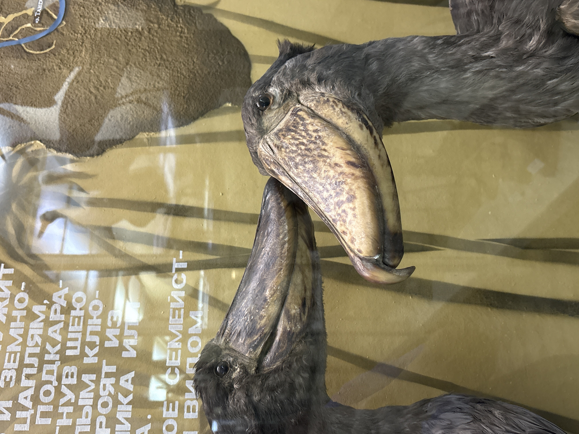 This image shows two taxidermied shoebill storks in a museum exhibit. The birds are displayed against a yellow background with vertical brown stripes, likely representing reeds or tall grass. Text in Russian is visible on the yellow background. The shoebill on the right is facing towards the left, and its large, distinctive shoe-shaped beak is prominently featured. The shoebill on the left is mostly out of frame, with only its head and neck visible, also facing towards the right. The exhibit appears to be part of the Zoological Museum of the Russian Academy of Sciences in Saint Petersburg, Russia, suggested by the presence of scientific displays and the overall aesthetic of the exhibit.