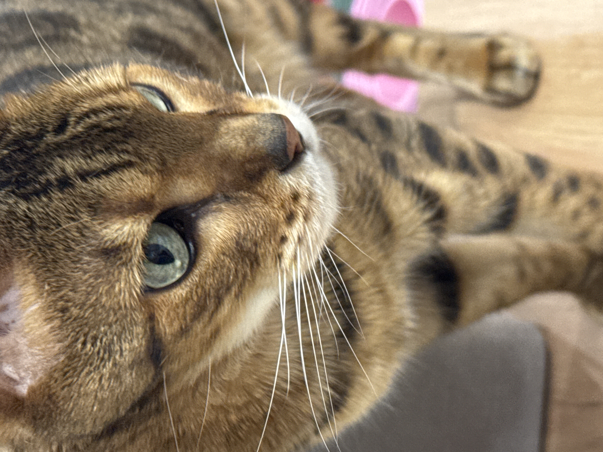A close-up, eye-level shot focuses on the head and upper body of a brown tabby cat. The cat has striking green eyes, which are in sharp focus, and prominent white whiskers. Its fur exhibits a pattern of dark brown stripes against a lighter brown background. The cat's pink nose is visible, as are its forelegs and paws. In the background, out of focus, are elements of a pink object and a wooden surface. The lighting suggests an indoor environment.
