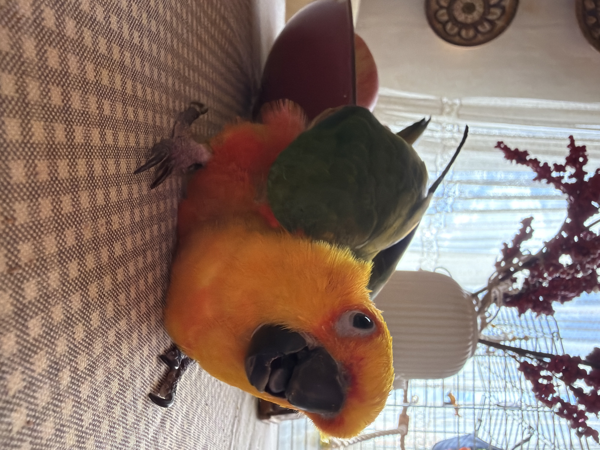 A close-up, sideways shot captures a vibrantly colored parrot perched on a textured surface, likely a sofa or blanket. The parrot's head is tilted, and its bright orange and yellow plumage is in sharp focus, particularly its dark eye and black beak. Behind the parrot, a dark green, textured object rests, possibly a toy or a piece of fruit. Further in the background, elements of a room are visible: a window with blinds letting in natural light, a decorative white lamp, and a red, branching ornament. The lighting suggests daytime, with the sunlight filtering through the blinds. The scene appears to be indoors, in a domestic setting, possibly in Khimki, Russia, as indicated by the location context. There is no visible text in the image.