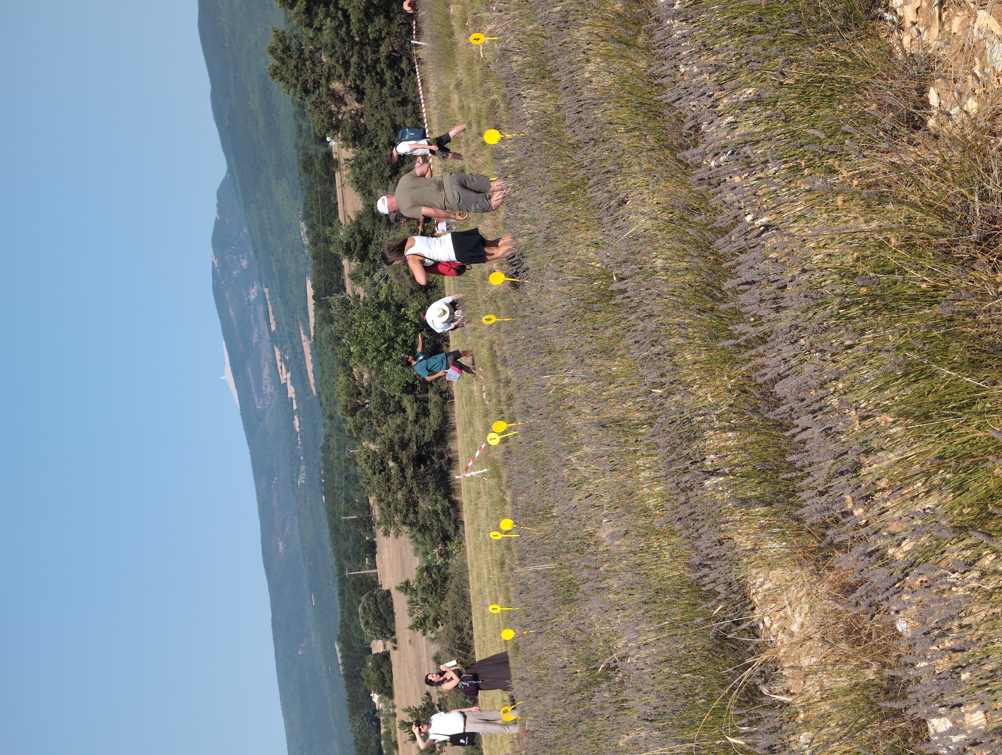In Saint-Trinit, France, a group of people are gathered in a field of lavender under a clear blue sky. The field is marked with yellow circular signs, numbered 1 through 10, likely indicating points of interest or a path. In the foreground, lavender stalks are in bloom, interspersed with dry grass and some rocky patches. Several individuals are visible, some standing and observing, while others are bent over or walking through the field. A man in a white t-shirt and beige pants stands to the left, shielding his eyes from the sun. Next to him, a woman in a dark dress holds a drink and a white object. Further back, a woman in a white top and black skirt is interacting with others. In the middle ground, a man in a green t-shirt and shorts, wearing a white cap, walks away from the camera. Behind them, more people are dispersed across the field. In the distance, a range of green hills and mountains forms the backdrop, with a prominent tower visible atop one of the peaks. The overall scene suggests an outdoor event or activity taking place in a rural, natural setting.