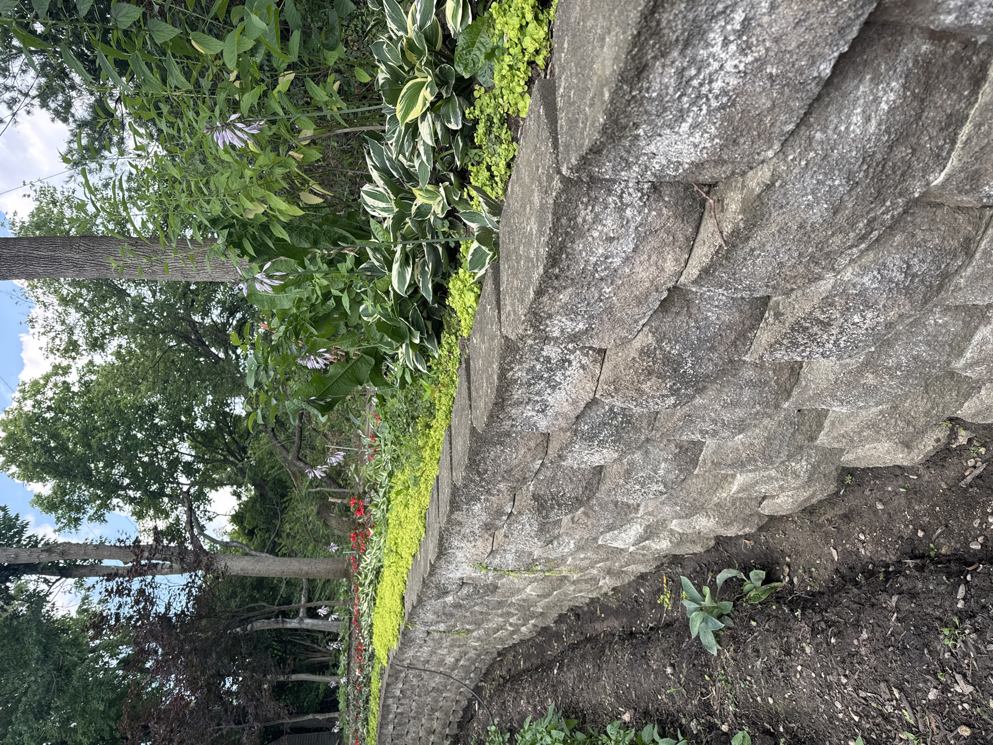 The image depicts a terraced garden area in Springboro, Ohio. A curved retaining wall constructed from grey concrete blocks runs diagonally from the lower left to the upper right of the frame. The wall is partially overgrown with a thin vine. To the left of the wall, a strip of dark, tilled soil is visible, with small green plants emerging. To the right of the wall, a vibrant garden bed is planted with a variety of greenery, including hostas with variegated leaves, bright green ground cover, and taller plants with delicate purple flowers. In the background, mature trees with lush green foliage create a dense canopy, and a sliver of blue sky with scattered white clouds is visible. The scene suggests a well-maintained residential or public garden space.
