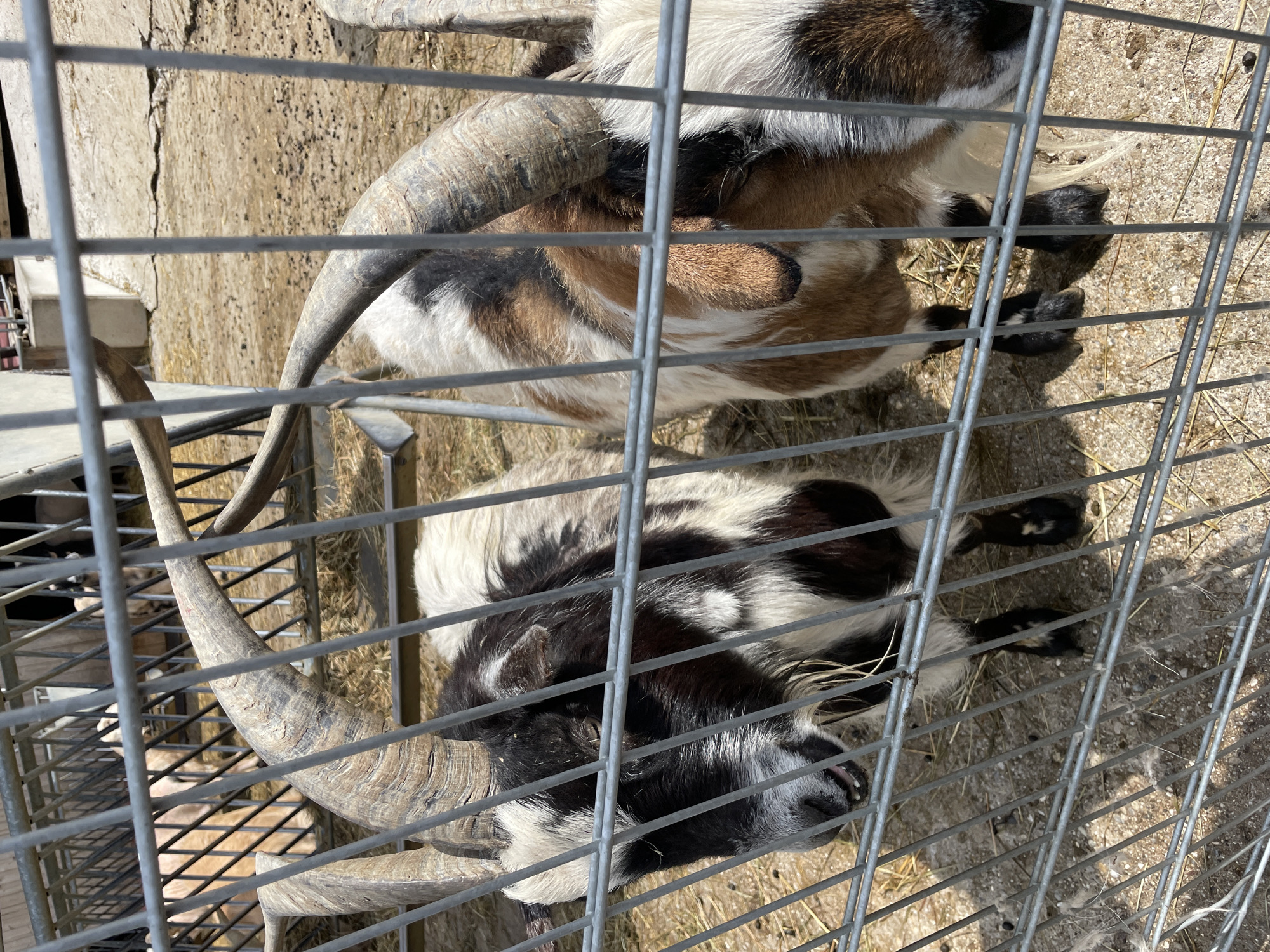 Two goats are enclosed within a metal wire fence. The bottom goat has black and white patterned fur, while the top goat has white, brown, and black fur. Both goats have large, curved horns. The ground within the enclosure is covered in straw. The location appears to be rural.