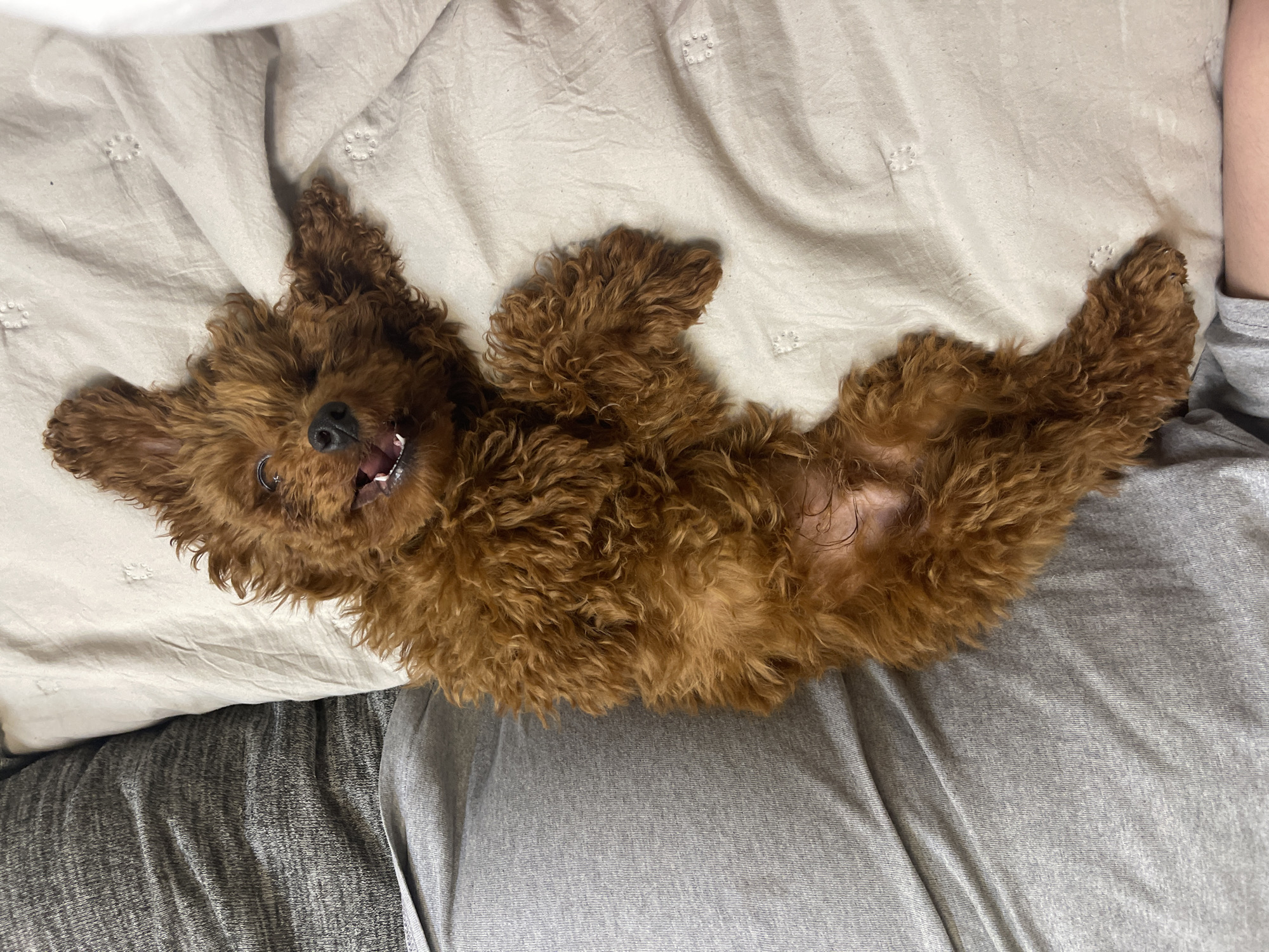 A small, brown, curly-haired dog is lying on its back on a bed covered with a beige, patterned sheet and gray clothing. The dog's mouth is open, appearing to smile, and its paws are in the air.