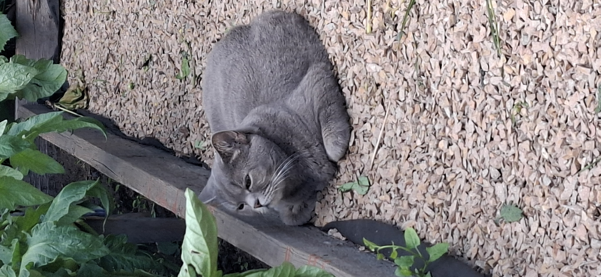 An adult, short-haired, grey cat is lying on a bed of light brown gravel in an outdoor setting. The cat is positioned in the lower right portion of the image, facing left with its body curled. Its head is turned to look towards the left, with its ears erect. In the background, to the left of the cat, is a wooden planter box with green foliage growing out of it. The gravel extends throughout the scene, with small green leaves scattered among it. The scene appears to be in a garden or yard. The image does not contain any identifiable landmarks or features that would specifically place it within the city of Kostanay, Kazakhstan.
