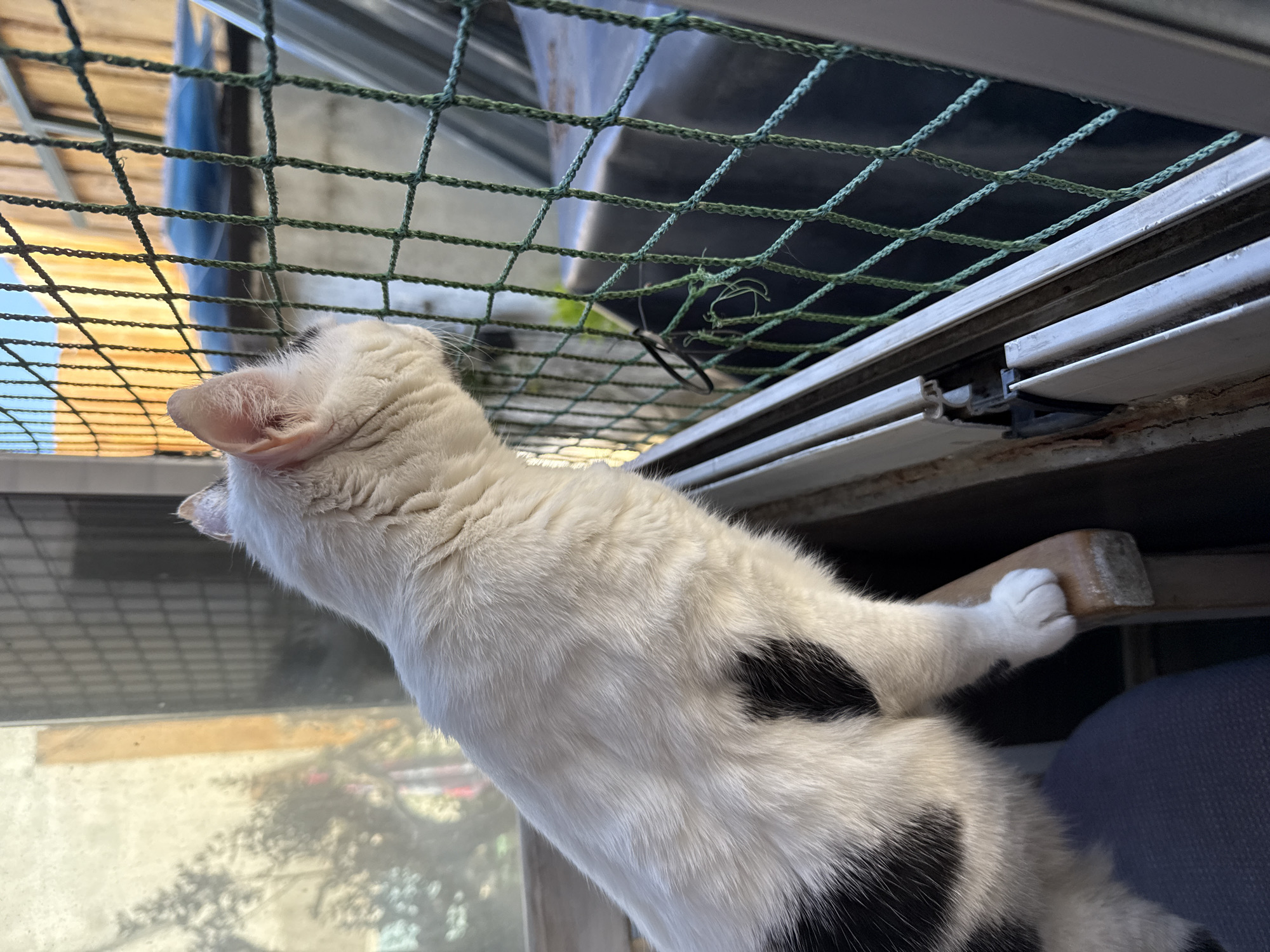 A domestic cat, predominantly white with several black patches, is captured from a low-angle perspective as it stretches upwards near a window. The cat's left front paw is resting on a light-colored wooden bar or ledge, securing its position. Its head is tilted back, looking up towards a green safety net or mesh that spans across the upper part of the window opening. The cat's ear is visible, showing soft white fur.
Behind the cat, through the transparent or reflective surface of a window or glass, a bright outdoor scene is partially visible, showing diffused light and reflections of trees or structures. Beyond the green net, a dark, possibly plastic or metal, container-like structure is visible, along with parts of what appears to be a roof or building element under a bright sky. A small black rubber band or hair tie is caught in the green netting, slightly to the right of the cat's head. The window frame appears to be metal, possibly aluminum, showing some wear.
The scene suggests an indoor or enclosed balcony setting in the City of Zagreb, Croatia, with the cat observing or attempting to interact with the environment beyond its barrier. The natural light indicates it is daytime. No text is visible in the image.