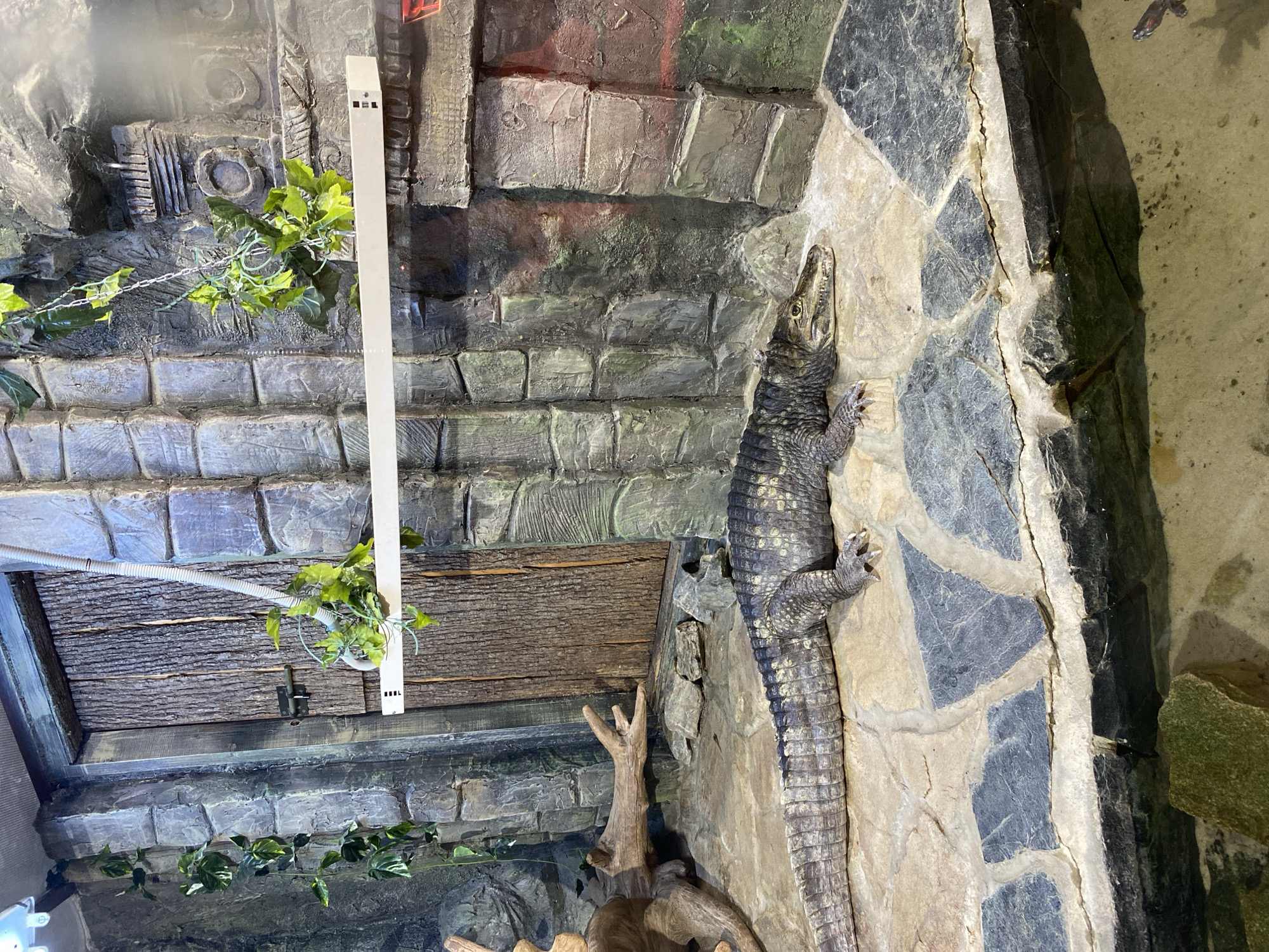 The image depicts a dwarf crocodile, likely a Cuvier's dwarf crocodile (Osteolaemus tetraspis), positioned against a stone wall in an enclosure. The crocodile's body is elongated, and its skin is patterned with dark scales. The enclosure appears to be part of a zoo or reptile exhibit. The environment is constructed to resemble a natural habitat, with artificial rock walls and foliage. The location is Izhevsk, Russia, as the image originated from there.