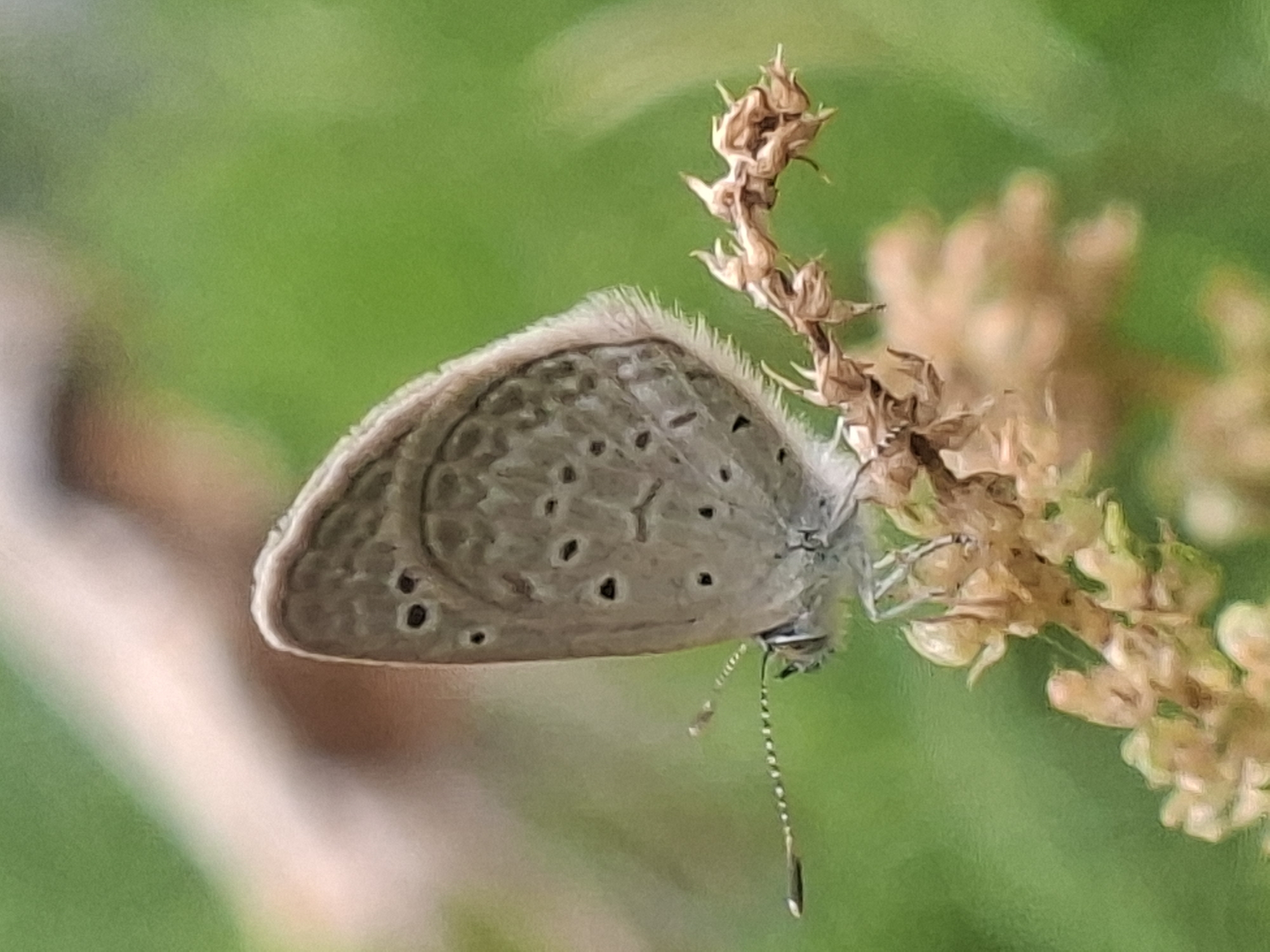 A small, gray butterfly with black spots on its wings is perched on a dried flower stalk. The background is a blurred green, suggestive of foliage. The location is Kutaglumpang, Indonesia.
