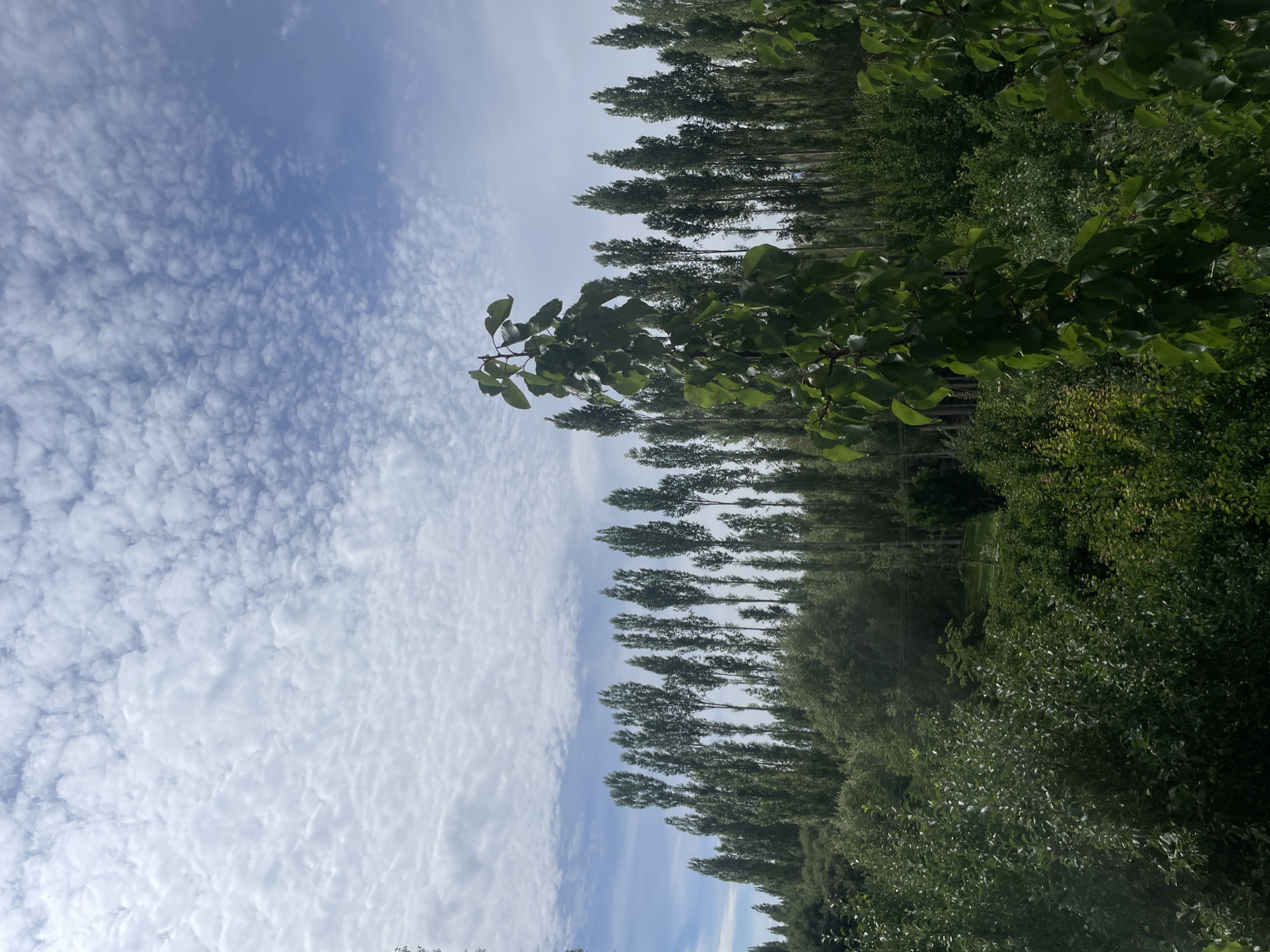 This image depicts a landscape scene, likely in or near the city of Leh, India, characterized by a dense line of tall, slender trees forming a backdrop. These trees, predominantly deciduous with lush green foliage, create a vertical rhythm against a pale blue sky dotted with fluffy white clouds. In the foreground, a smaller, leafy tree with darker green leaves stands prominently, its branches reaching upwards. The ground is covered with various shades of green vegetation, suggesting a natural or semi-cultivated environment, possibly a park, orchard, or a rural area. The overall impression is one of a serene, natural setting under a cloudy sky.