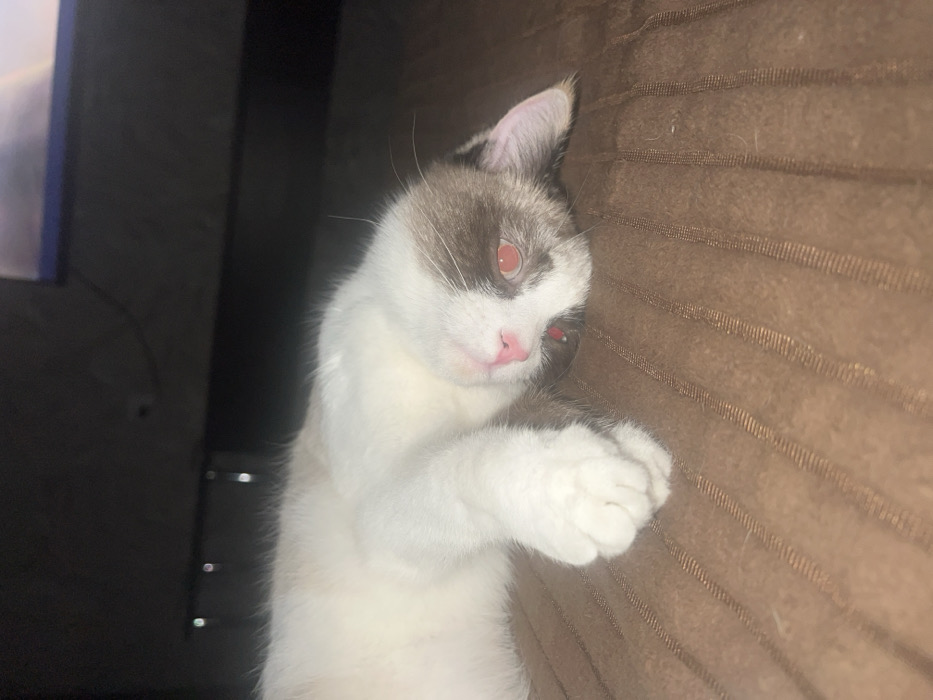 A small white and brown cat lies sideways on a brown, textured surface, possibly a couch or bed. Its eyes reflect red from the camera flash. The cat's paws are curled up near its face, giving it a relaxed posture. The background includes a dark surface on the left, suggesting it is indoors. The lighting is dim overall.