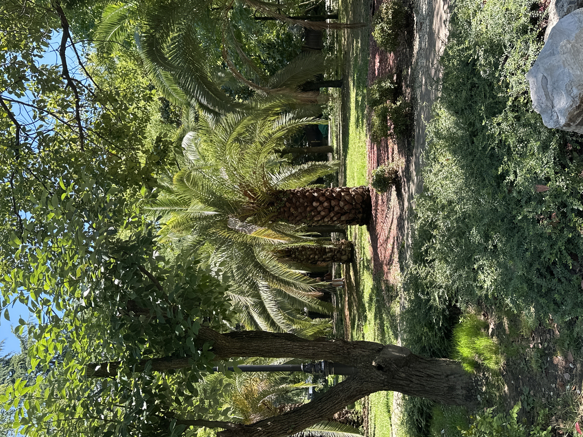 The image depicts a sun-drenched park in Sochi, Russia, characterized by lush greenery and palm trees. A large tree with a rough, textured bark stands prominently in the foreground on the left, its branches reaching upwards and casting dappled shadows on the ground. Behind it, a stately palm tree with a thick, patterned trunk dominates the center of the frame, its fronds spreading wide.
The park features a well-maintained lawn dotted with smaller bushes. A pathway, possibly paved with light-colored stones, meanders through the scene. In the background, more palm trees and dense foliage create a tropical atmosphere. The sky above is a clear, bright blue. A single person, a woman, is partially visible in the middle ground, walking away from the camera. She is wearing light-colored clothing and appears to be strolling casually through the park. The overall impression is one of a tranquil and inviting outdoor space, ideal for relaxation and enjoyment.