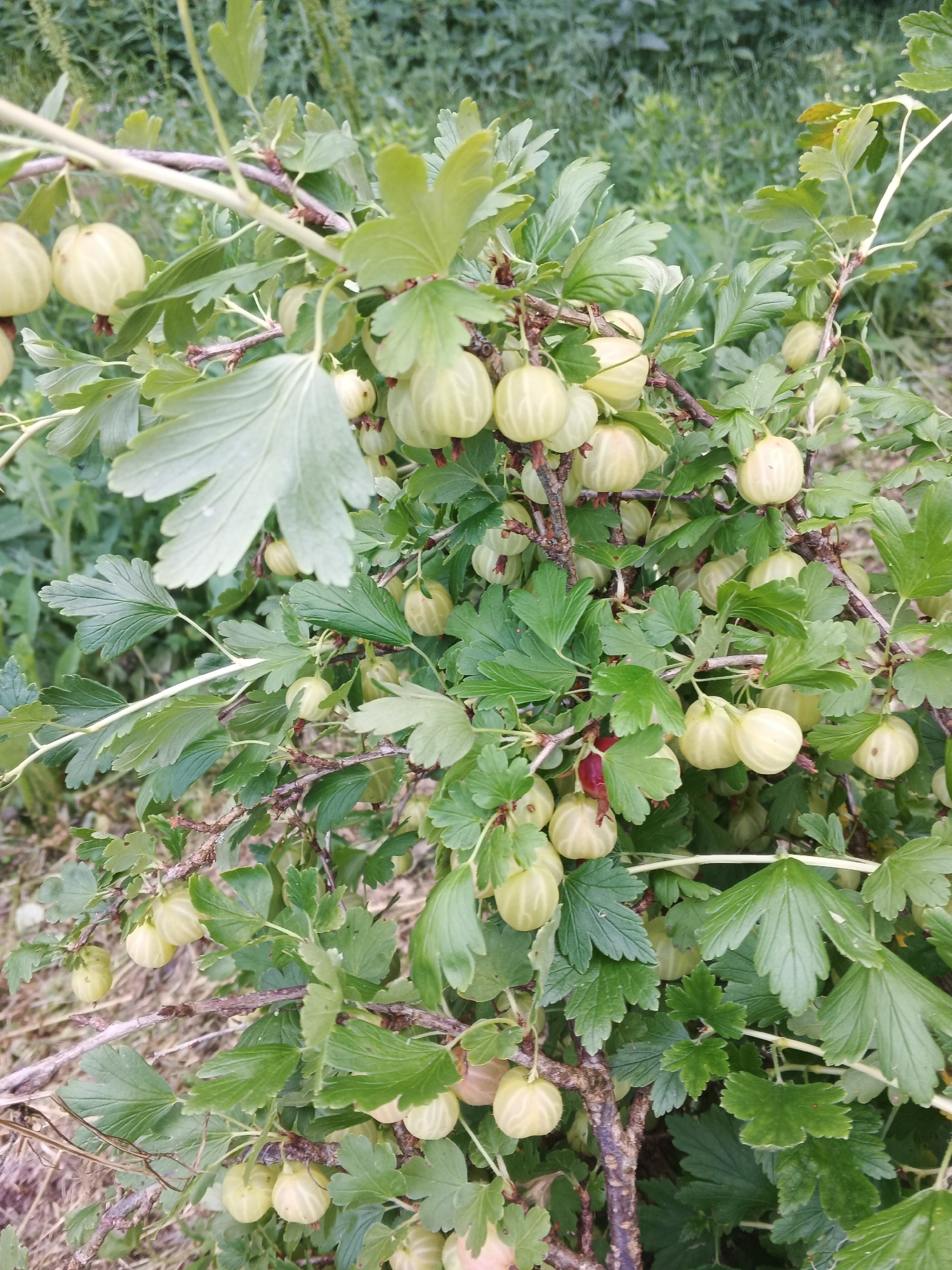 A close-up, vertical shot captures a gooseberry bush laden with light green, round berries. The berries, some with faint stripes, hang in clusters from woody branches entwined with vibrant green leaves. The leaves are lobed with serrated edges, typical of a gooseberry plant. The background is a blur of green foliage, suggesting an outdoor, natural setting. The lighting is soft and diffused, indicating it might be an overcast day or late afternoon. There is no visible text in the image. The scene is peaceful, focusing on the abundance of fruit on the bush. The location context is Suvorov, Russia.