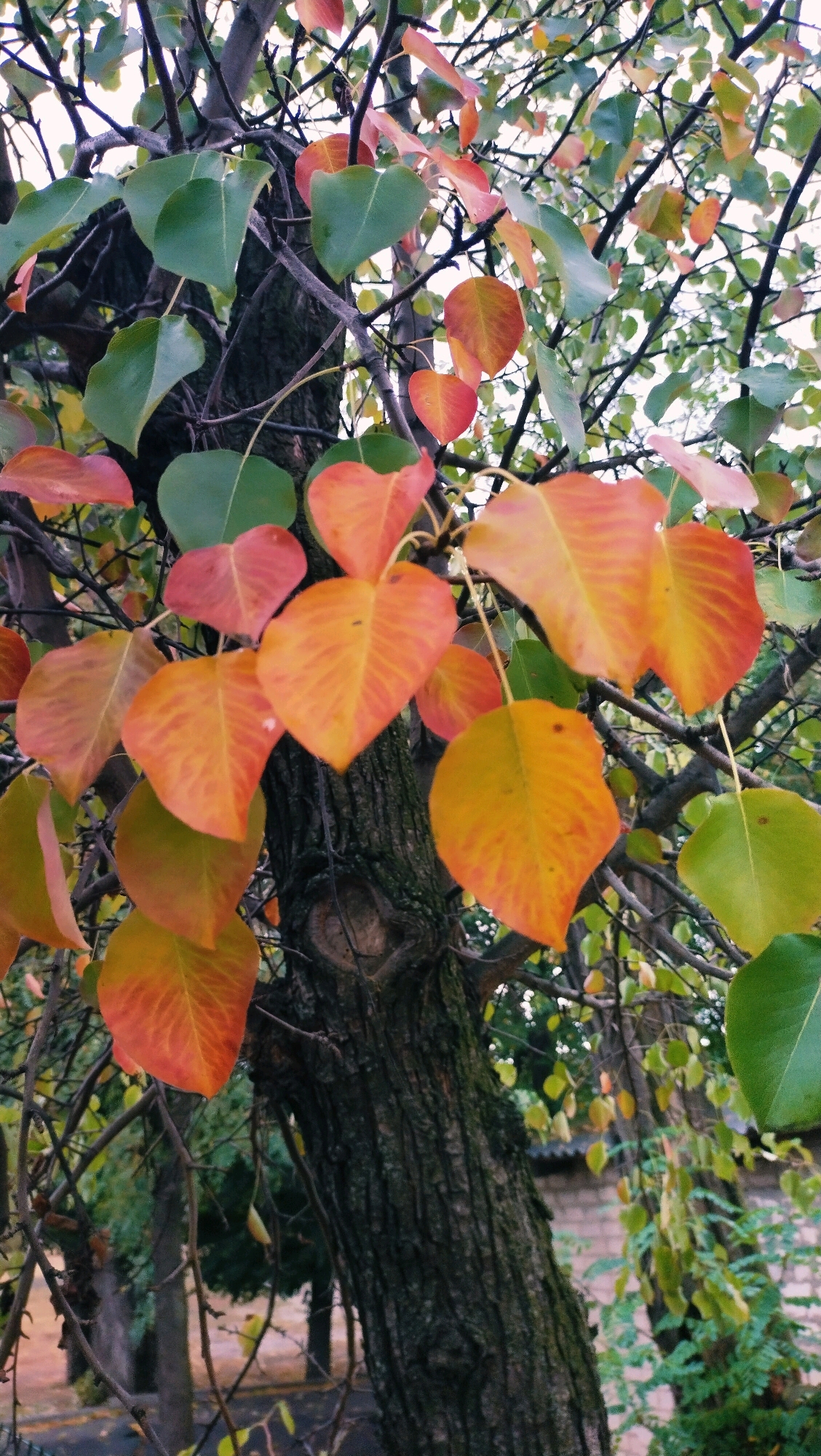 An outdoor, eye-level, medium shot captures the trunk of a tree with autumn leaves changing color from green to orange and red in Horishni Plavni, Ukraine. The bark of the tree is rough and dark. Some leaves are still green, while others have turned bright orange, red, and yellow. The background shows other trees and a brick wall. The lighting is dim and natural. No people are visible.