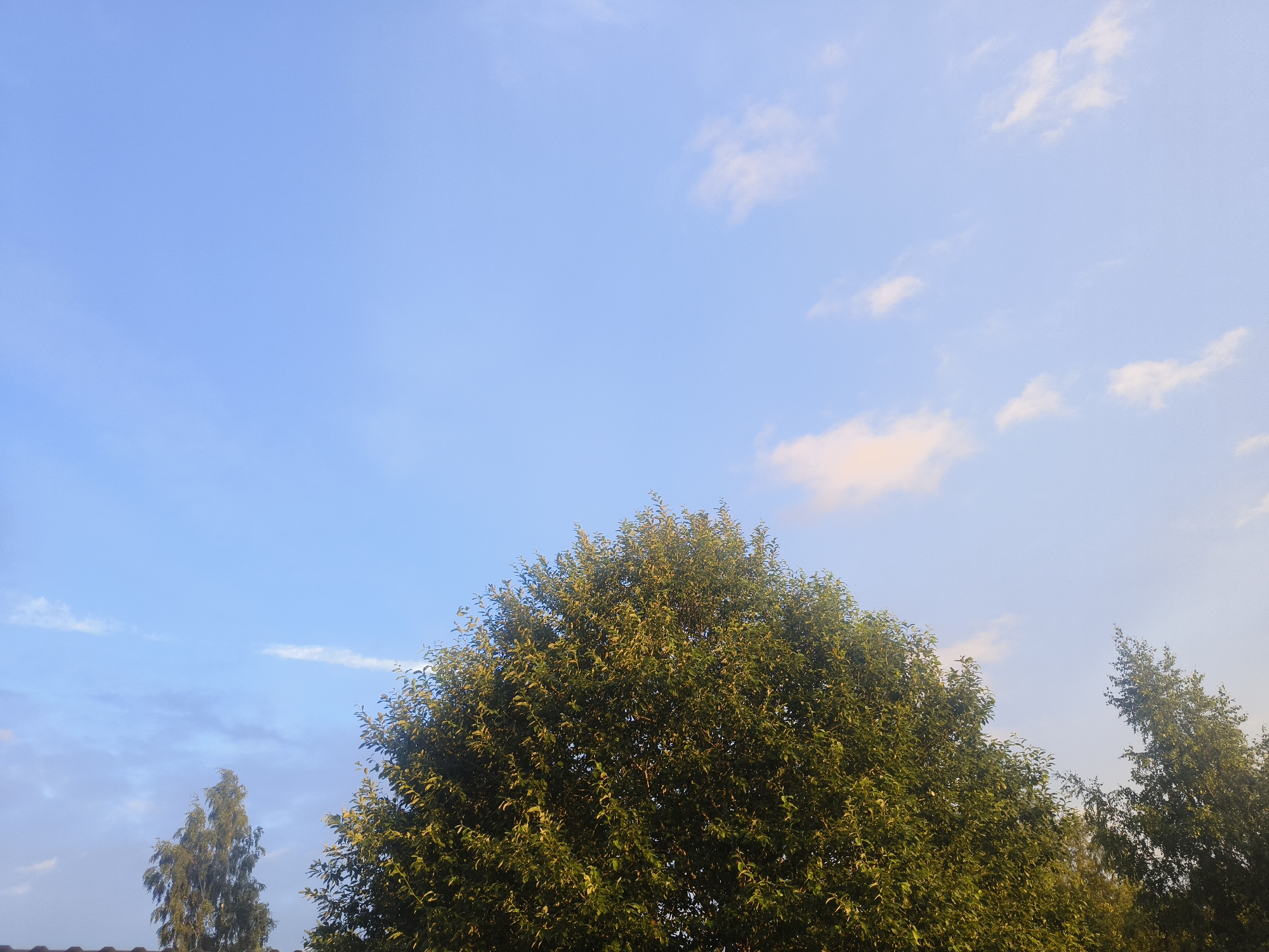 The image shows a clear blue sky with sparse white clouds, partially obscured by the tops of several trees. A large, dense deciduous tree dominates the foreground, with its dark green foliage catching the light. To the left, a thinner, taller deciduous tree with lighter green leaves is visible. In the far right, another tree with dense foliage is partially shown. The top of a dark roofline is visible at the bottom edge of the frame. The scene appears to be an outdoor natural setting, possibly a park or residential area, within Кругліцкі сельскі Савет, Belarus, under daylight conditions.