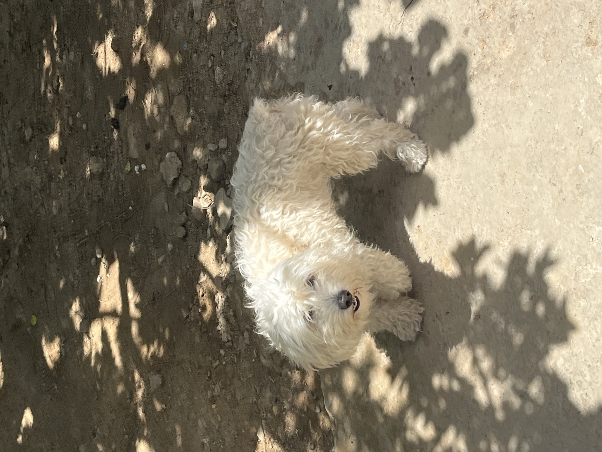 A fluffy white dog with curly fur stands on a dirt and concrete surface under dappled sunlight. The dog is looking towards the camera with its mouth slightly open, revealing its teeth. The background consists of dry soil with scattered rocks and debris. Shadows of leaves and branches are cast on the ground, indicating the presence of overhead trees. The environment appears to be outdoors, possibly in a yard or a less maintained area. The scene is set in Juan Griego, Venezuela.
