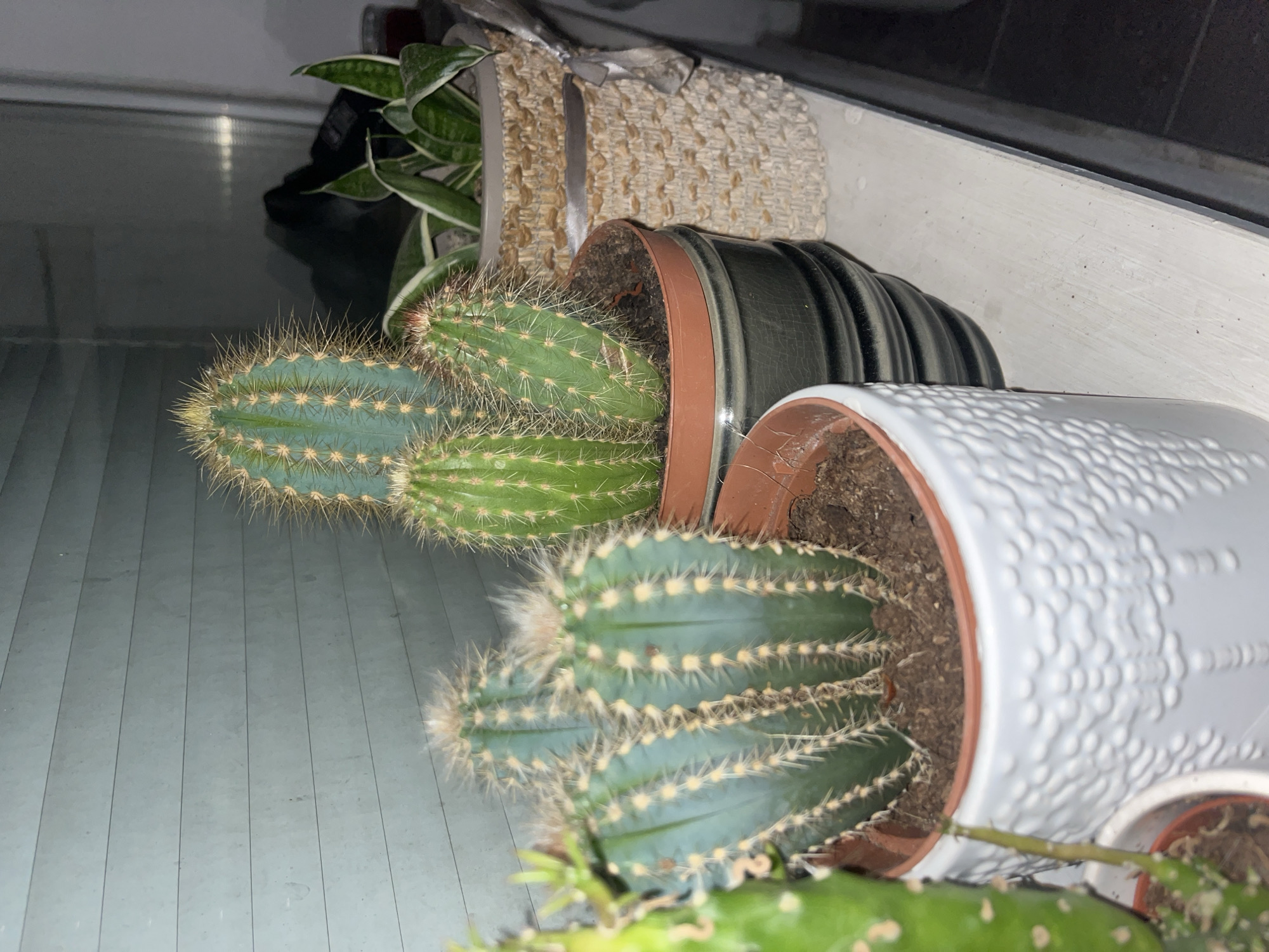 This indoor photograph captures an arrangement of potted plants, primarily cacti. In the foreground, a large, multi-stemmed green cactus with prominent spines is housed in a white pot featuring a distinct raised dotted texture. To its left, another similar green cactus with several spiny stems sits in a black ribbed pot. Behind these, a plant with broad, variegated green leaves, possibly a snake plant, is visible within a light-colored, woven pot cover.
The plants are placed on a light-grey surface characterized by vertical lines, suggesting a wooden floor or a textured shelf. In the lower right corner, a segment of a different green plant, potentially a dragon fruit cactus, is partially visible in a plain brown pot. The background consists of a dark, somewhat reflective surface, which could be a window or a dark wall, contributing to the subdued lighting of the scene. No people are present, and no specific activity is taking place beyond the static display of plants. The time of day appears to be evening or indoors with artificial lighting. There is no visible text in the image. The location is contextualized as Plovdiv, Bulgaria.