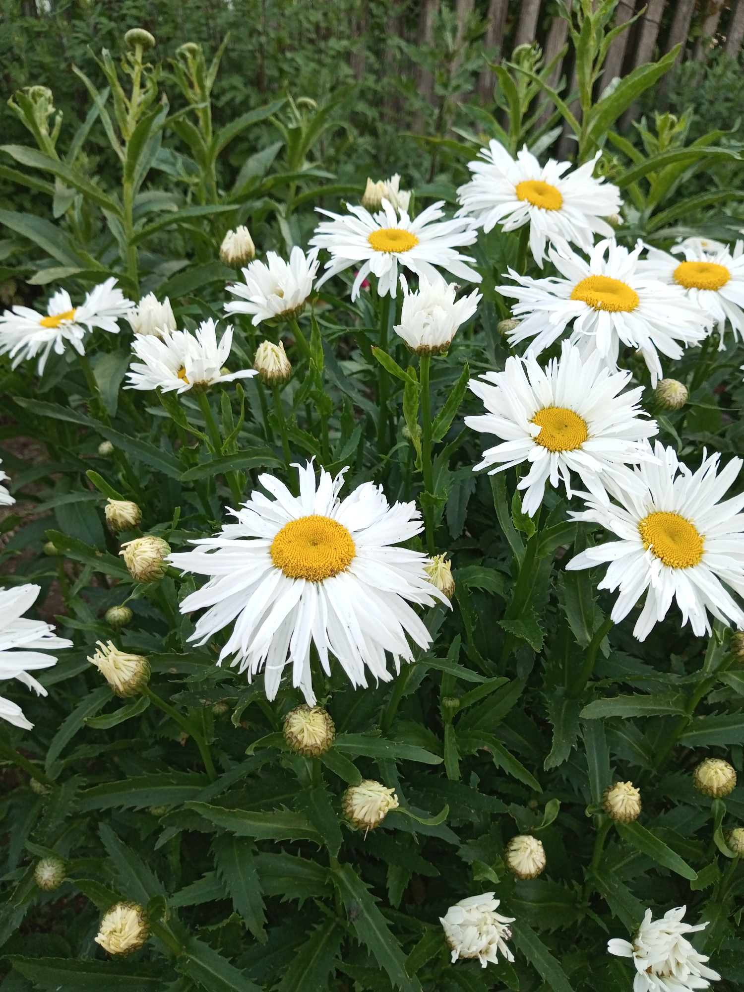 A close-up, vertical shot captures a cluster of white daisies with bright yellow centers, interspersed with dark green foliage. Several buds, some tightly closed and others partially open, are visible amongst the blooming flowers. The background features a blurred wooden fence and more greenery. The scene is set in a garden within the Ароматновское сельское поселение, Ukraine. There are no people or animals present.