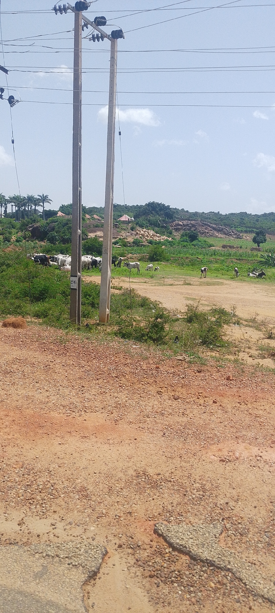 An outdoor, eye-level, vertical shot depicts a rural landscape under a clear sky with scattered clouds. The foreground is dominated by a reddish-brown, gravelly dirt road, showing signs of wear and damage. Two tall, wooden utility poles with electrical insulators and wires stand prominently in the mid-ground, slightly off-center to the left. Behind the poles, a herd of cattle, varying in color from white to dark brown, grazes in a green, grassy field. Some of the cattle are standing, while others are lying down. A few people are visible among the cattle, and further in the background, a hilly terrain is covered with lush green vegetation, rocks, and scattered structures, including a small, reddish-orange, conical-roofed building. In the far distance, a line of palm trees is visible on the horizon. The overall impression is one of a serene, pastoral scene in a somewhat underdeveloped area, likely Jos, Nigeria, given the context.