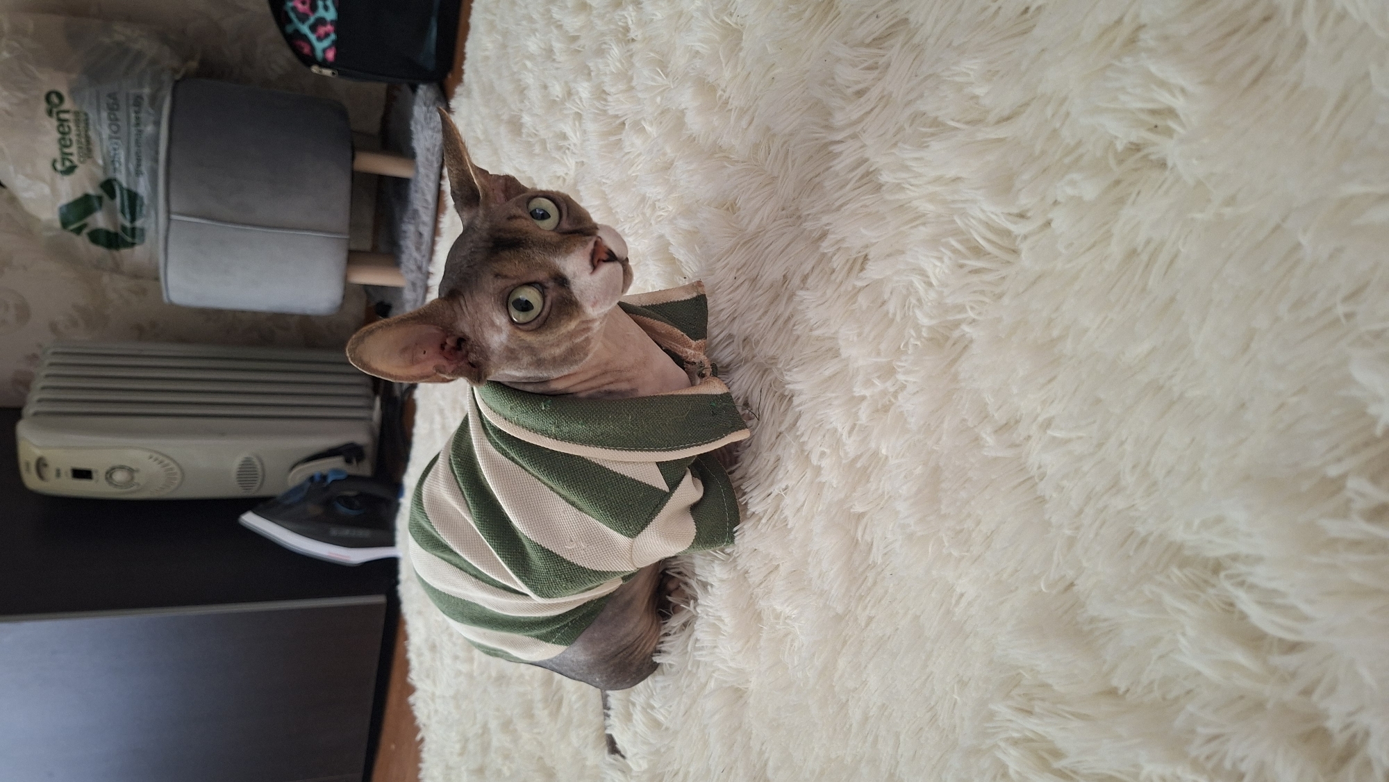 A Sphynx cat wearing a green and white striped sweater is lying on a fluffy white rug. The cat has large ears and green eyes. In the background, there is a white radiator, an iron, a gray stool, and a plastic bag with recycling symbols. The scene appears to be indoors, possibly in a residential setting in Myadzyel, Belarus.