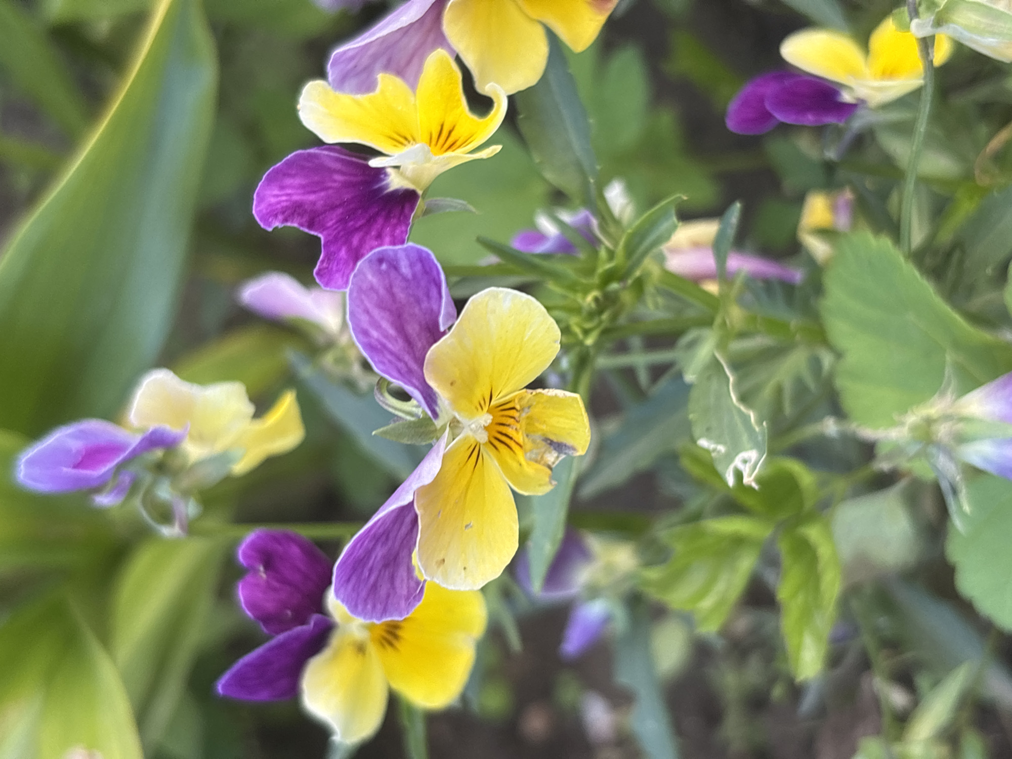 A close-up, slightly blurry photograph captures a cluster of vibrant violas. The flowers exhibit a striking bicolor pattern, with petals ranging from bright yellow to deep purple. Some of the yellow petals are adorned with delicate dark streaks originating from the center. The scene is a natural outdoor setting, likely a garden, with soft green foliage forming the background. The lighting suggests it is daytime, possibly morning or afternoon, with diffused light that doesn't create harsh shadows. The focus is on the intricate details of the flowers, emphasizing their delicate structure and rich colors. There is no visible text in the image. The overall mood is peaceful and serene, highlighting the natural beauty of the flowers.