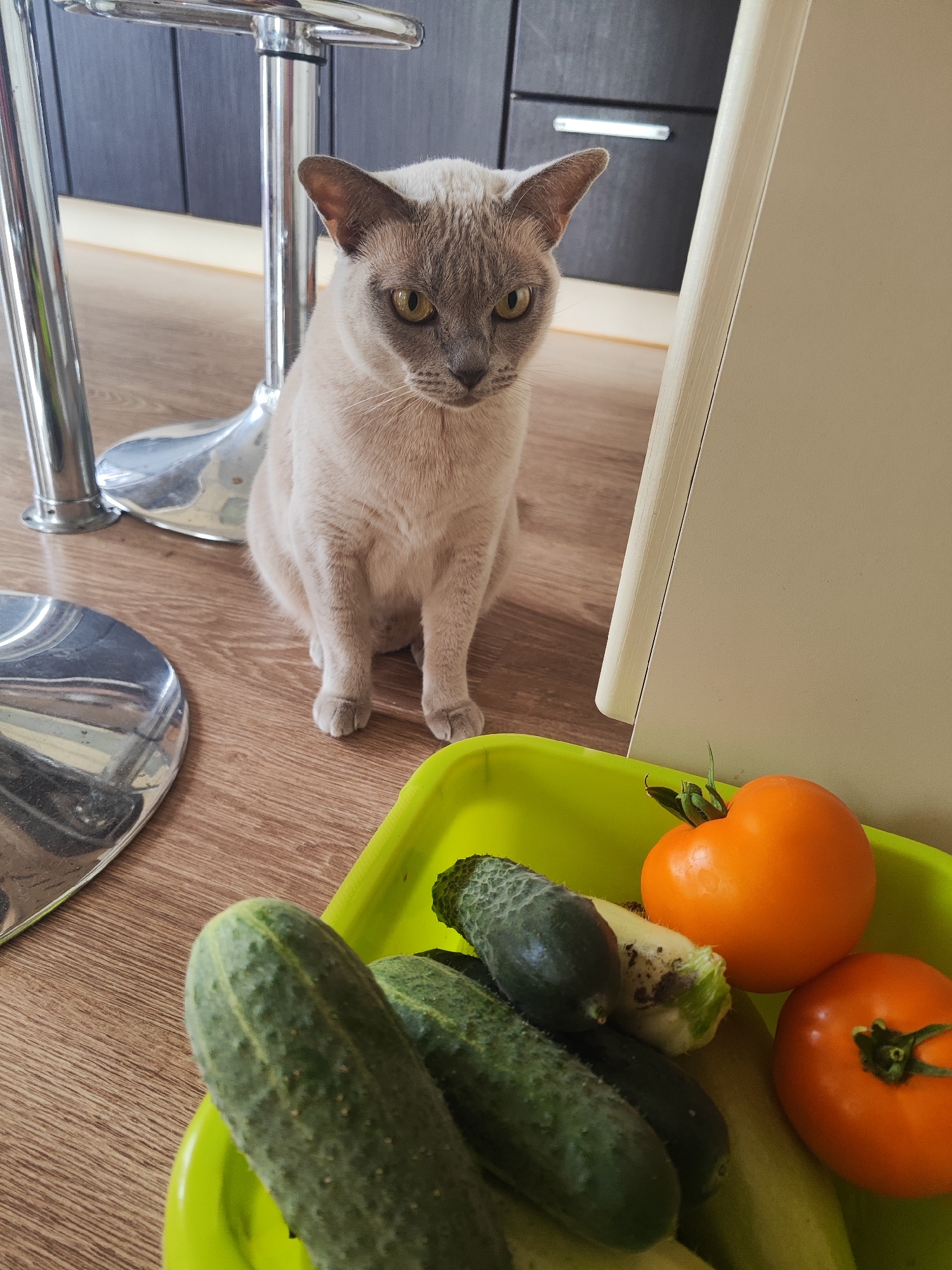 In a domestic interior, likely a kitchen, a light brown cat with dark gray markings sits on a wooden floor. The cat is positioned centrally in the frame, facing forward with an alert expression. To the right of the cat, a bright green plastic bowl contains several cucumbers, two orange tomatoes, and what appears to be a zucchini. In the background, chrome-legged stools and kitchen cabinetry are visible. The scene is static, with no apparent actions or interactions taking place. The environment suggests a residential setting. There is no information available to confirm the location as Gvardeysk, Russia.