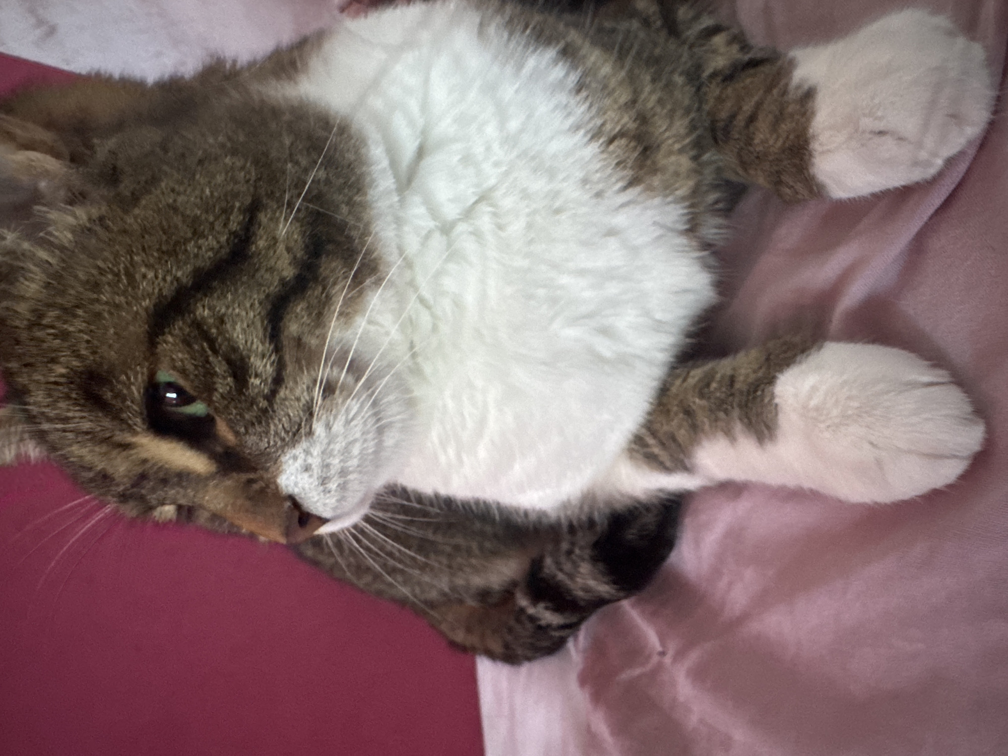 A tabby cat with a white chest and white paws is lying on a pink surface. The cat is mostly brown and white, with tabby markings on its head and body. It has green eyes and long white whiskers. The cat is positioned diagonally across the frame, with its head in the lower left corner and its paws in the upper right corner. The background is a soft, pink color. The location is Unknown, Unknown.