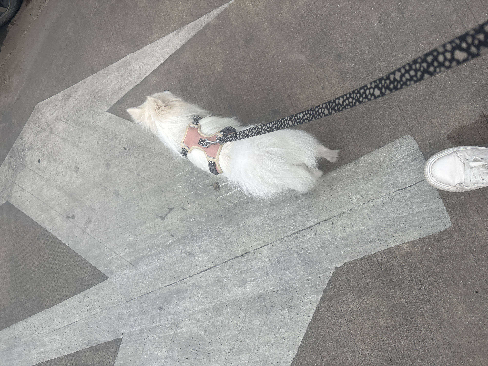 In Nanhai District, China, a fluffy white dog wearing a pink harness walks on a concrete surface with painted white lines. The dog is on a leash with a black and white speckled pattern. A person's white sneaker is visible in the foreground. The environment appears to be an outdoor urban setting.