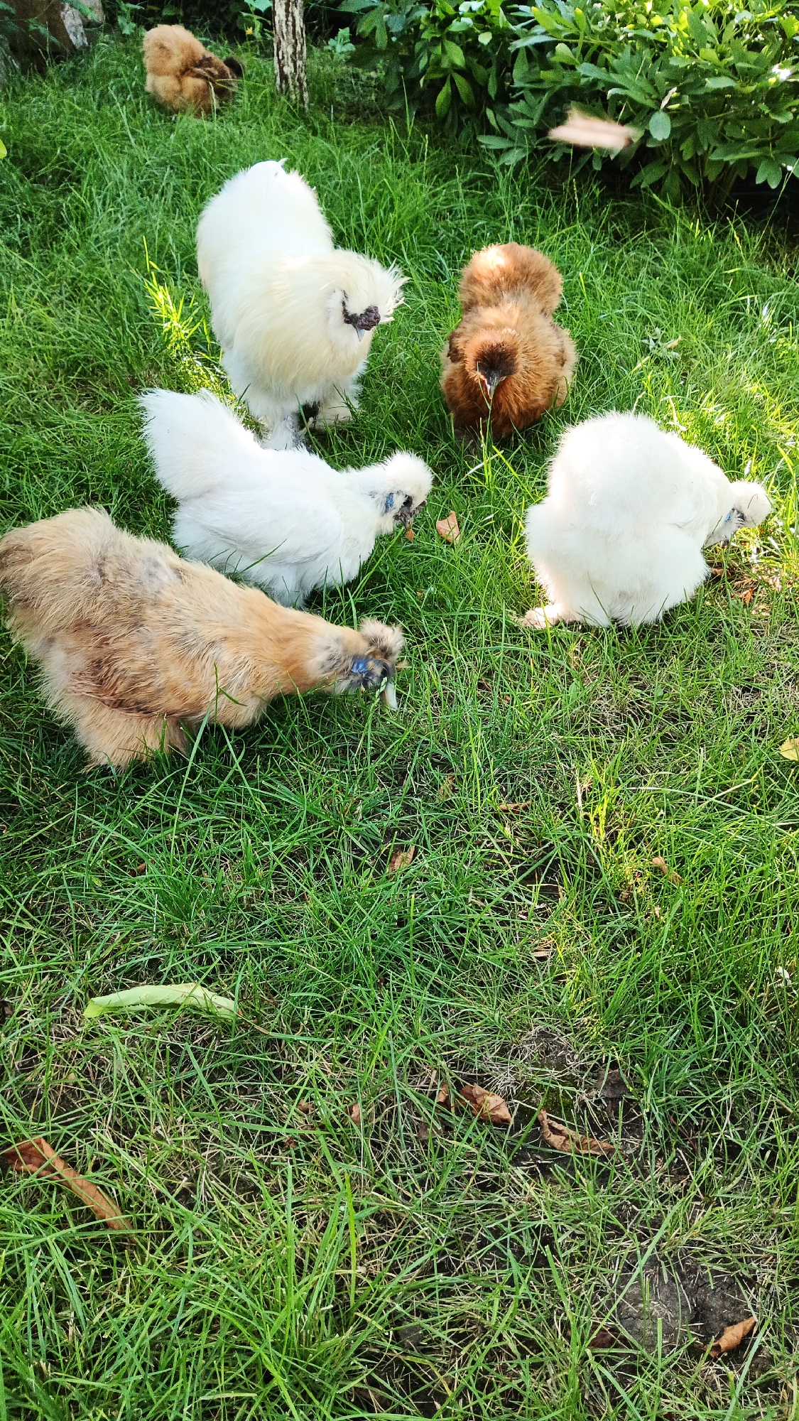 Five Silkie chickens are foraging on a grassy lawn in Kryvyi Rih, Ukraine. One chicken, predominantly tan in color with darker markings, is in the foreground, bending down to eat. Behind it and to its left, a white Silkie chicken stands alert. Further back and to the right, another white Silkie chicken is visible. In the middle ground, a fluffy brown Silkie chicken is pecking at the grass. In the background, a very young, fluffy brown chick is partially obscured by grass and foliage. The chickens are in a natural outdoor setting with lush green grass and some scattered dry leaves and a green stem on the ground. The lighting suggests it is daytime with sunlight casting some shadows.
