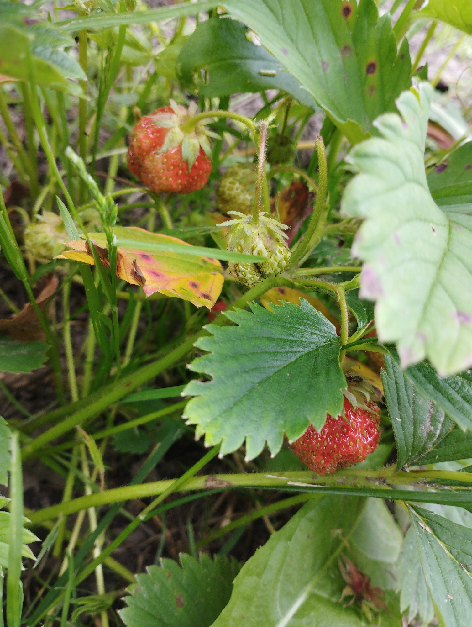 The image displays a close-up view of strawberry plants growing outdoors. Several strawberries are visible, ranging in ripeness from green to red. Green leaves with some brown and yellow spotting are also present, indicating potential plant health issues. The plants are growing in what appears to be natural soil or ground cover. The scene is outdoors and appears to be in a garden or wild growth setting. No specific location within Ширяево (ильинский), Russia can be determined from the image alone, but the presence of strawberry plants suggests an agricultural or natural environment. No people or actions are depicted.