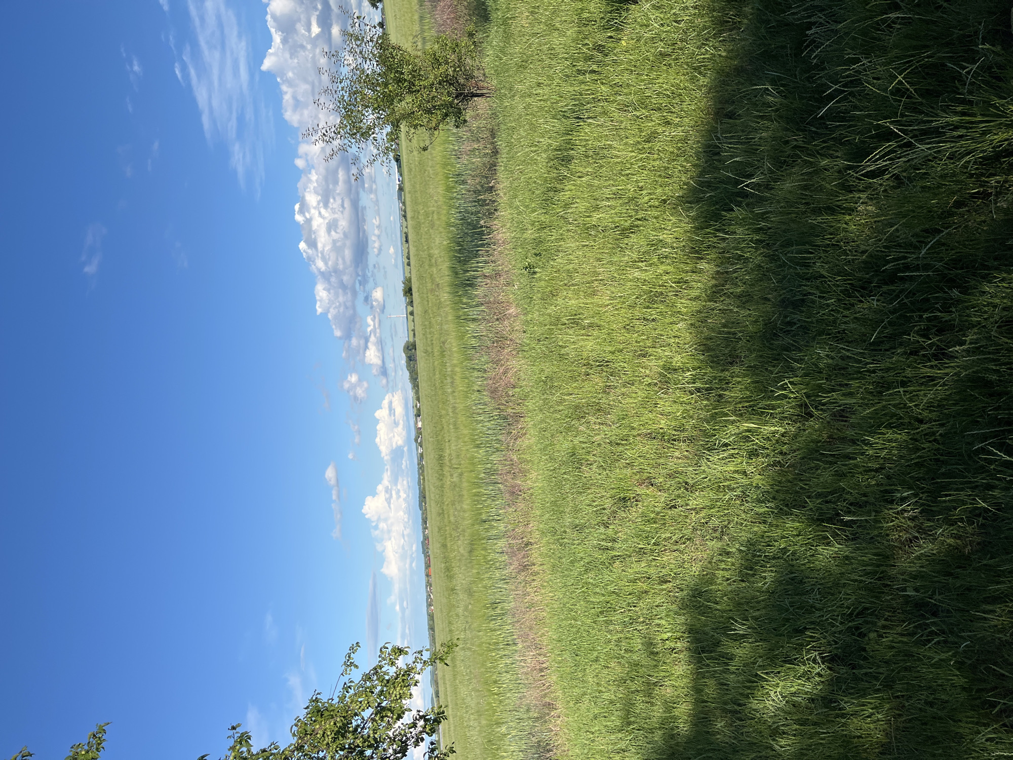 A wide shot captures a rural landscape under a vibrant blue sky with scattered white clouds. In the foreground, lush green grass dominates, with a dark shadow cast from the left, indicating a nearby tree or structure. Beyond the immediate grass, a field of green crops, possibly wheat or barley, stretches towards the horizon. In the distance, a line of buildings with red roofs is visible, suggesting a small village. A single, small green tree stands to the right of the frame in the middle ground, adding a touch of verticality to the scene. The overall impression is one of peaceful countryside on a clear, sunny day.