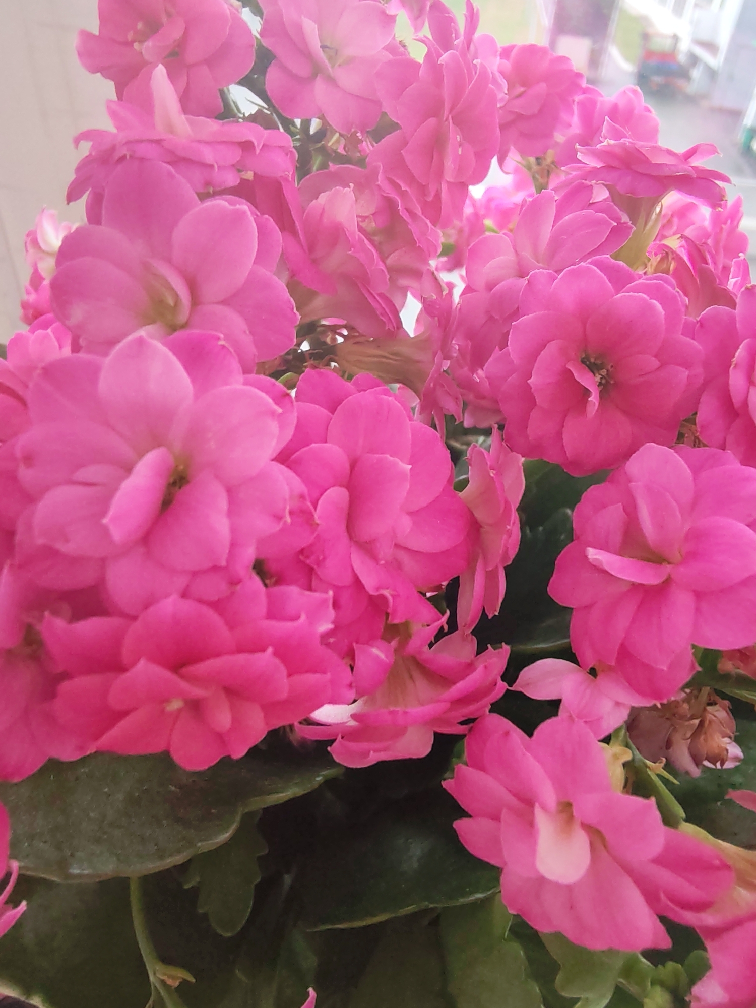 The image is a close-up shot of a cluster of vibrant pink Kalanchoe flowers. The flowers are in various stages of bloom, with some fully open and others still developing. The petals are thick and waxy, with a slightly ruffled texture. The leaves are a deep green, providing a stark contrast to the bright pink of the flowers. The background is blurred, but appears to be an indoor setting with a window visible in the upper right corner, suggesting the plant is likely on a windowsill. There are no people or animals present in the image. The location in Izhevsk, Russia cannot be determined from the provided image.