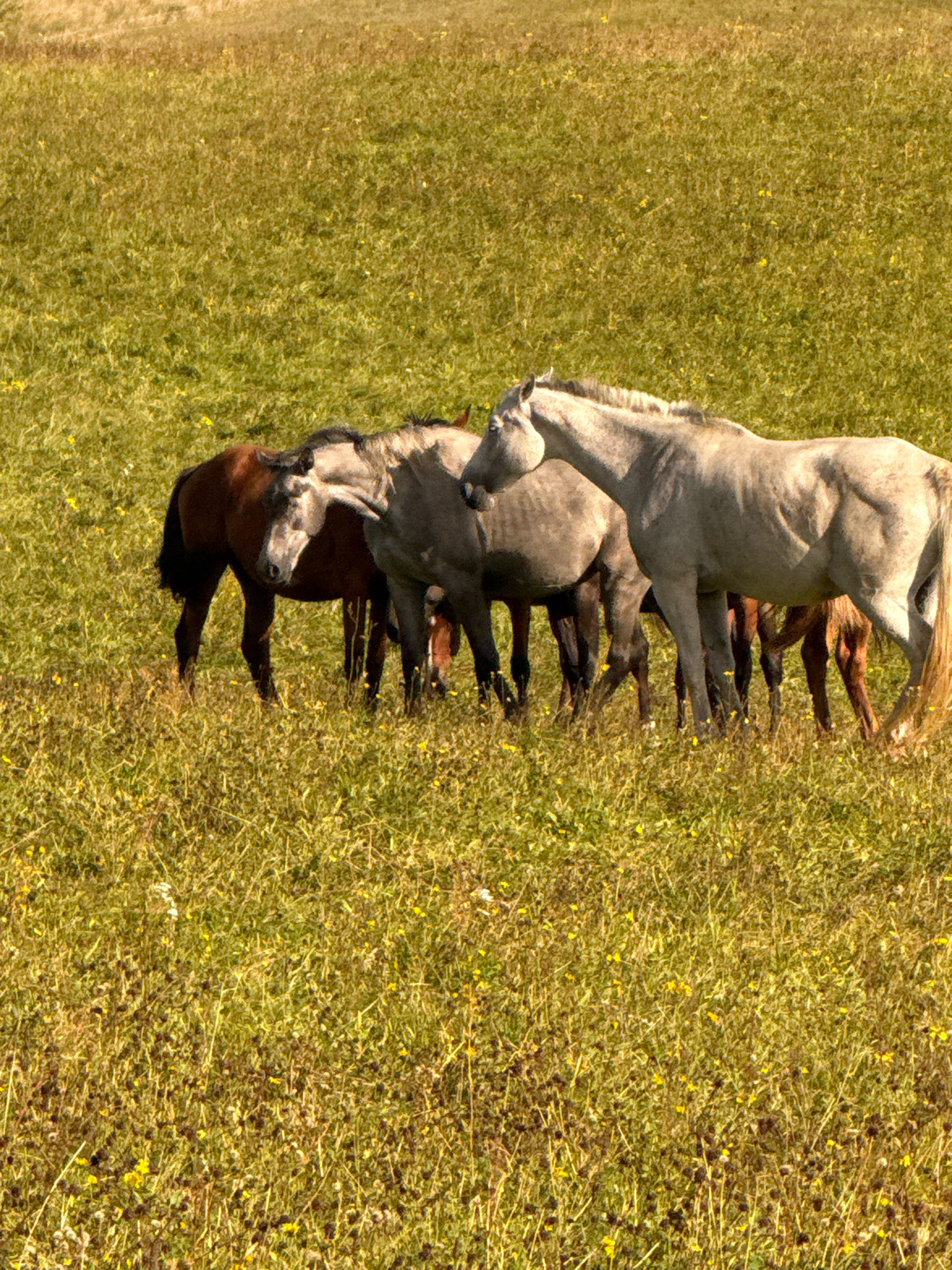 In a grassy field speckled with small yellow flowers, a group of horses graze. Three adult horses and one foal are visible, with their bodies facing various directions. The foreground is dominated by the green and yellow hues of the grass, with some darker, dried plant matter scattered throughout. The horses' coats vary in color, with shades of brown, grey, and white. The overall scene depicts a pastoral setting, likely in the countryside near Galinė, Lithuania, where horses are allowed to roam freely in the open fields.