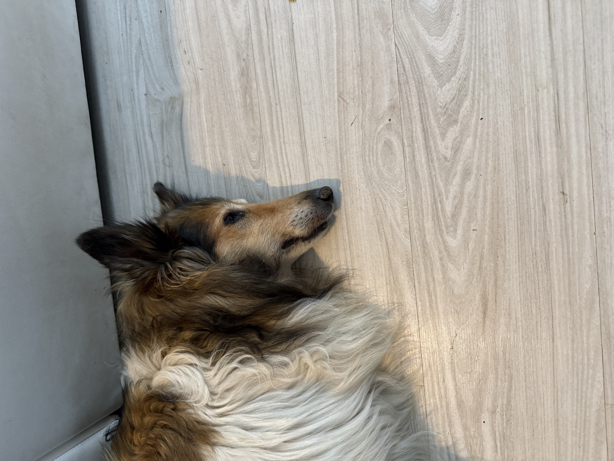 A medium shot captures a tri-colored dog with long, fluffy fur lying on a light-colored wooden floor. The dog is facing to the right, with its head slightly lowered, appearing to be resting or sleeping. Its fur is a mix of brown, white, and black, with prominent white fur around its neck and chest. To the left of the dog, a portion of a light gray sofa is visible, suggesting the scene is indoors, possibly in a living room. The lighting in the image is soft and natural, casting a gentle shadow to the right of the dog. The wooden floor shows a natural grain pattern. The image does not provide information about the location in the city of Galinė, Lithuania.