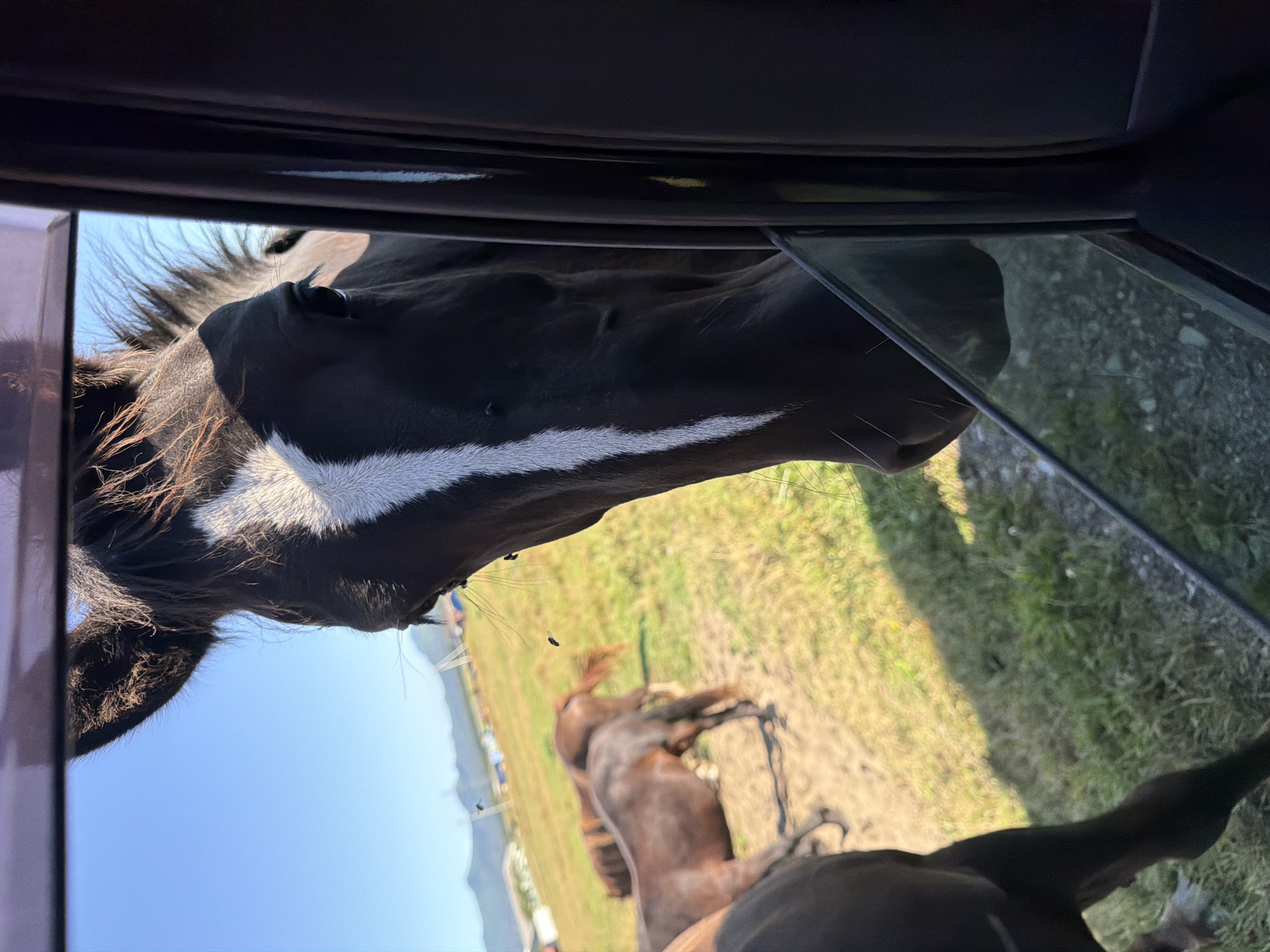 A dark-colored horse with a white blaze on its face is seen through a car window. The horse is looking towards the camera, with its head tilted slightly. In the background, several other horses are grazing in a field under a clear blue sky. The environment appears to be rural, with some tents and distant hills visible. The image was captured in Yuzhno-Kurilsk, Russia.