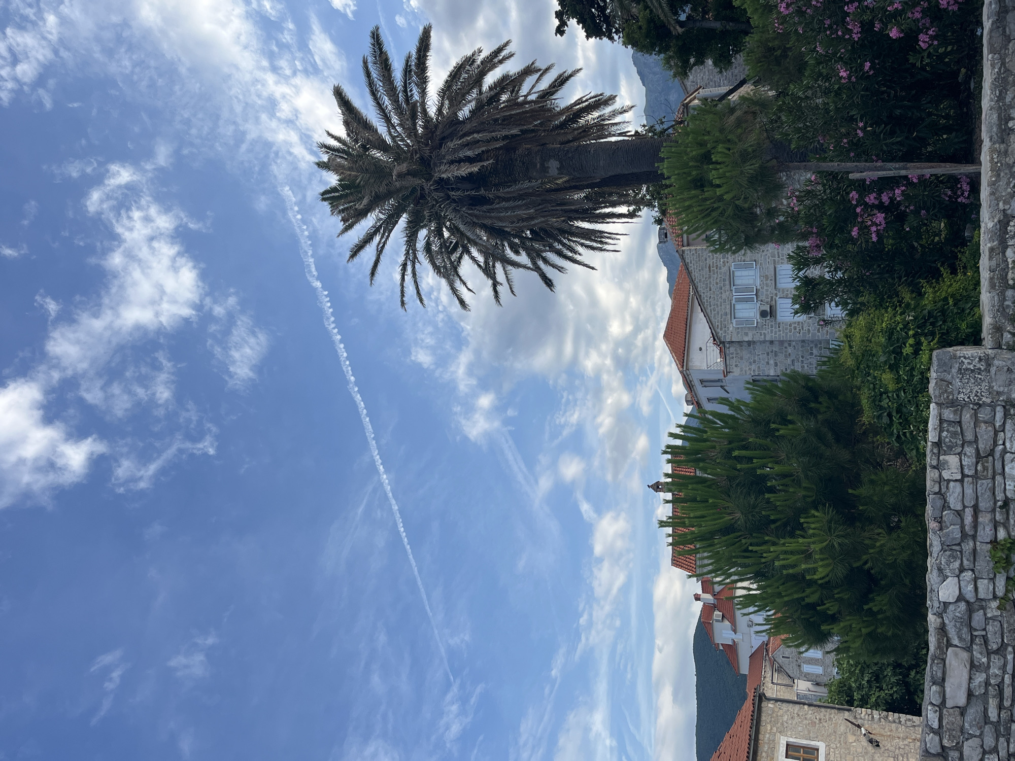The image shows a view in Budva, Montenegro. A large palm tree is featured prominently in the left part of the image, set against a blue sky with streaky clouds and contrails. To the right and below, are buildings with orange-tiled roofs and stone facades, interspersed with greenery including shrubs and small trees with pink flowers. Part of a stone wall is visible at the right. A mountain is partially visible in the background.