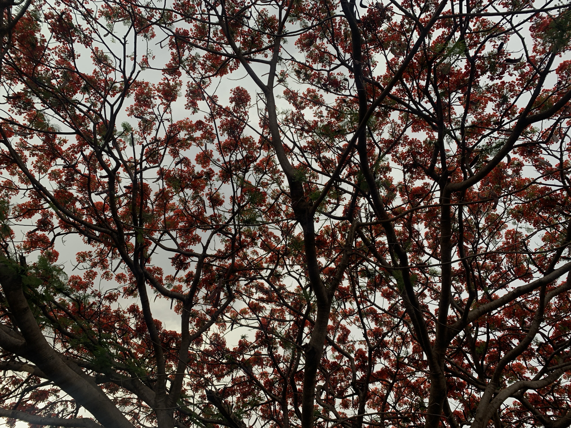 The image shows a view looking up into the branches of several trees, likely in New Stadium, Nigeria. The trees are densely packed with branches and twigs, creating a complex network against the overcast sky. Many of the branches are adorned with clusters of red-orange flowers. Some sparse green foliage is also visible, interspersed among the branches and flowers. The overall scene suggests a natural environment with mature trees in full bloom.