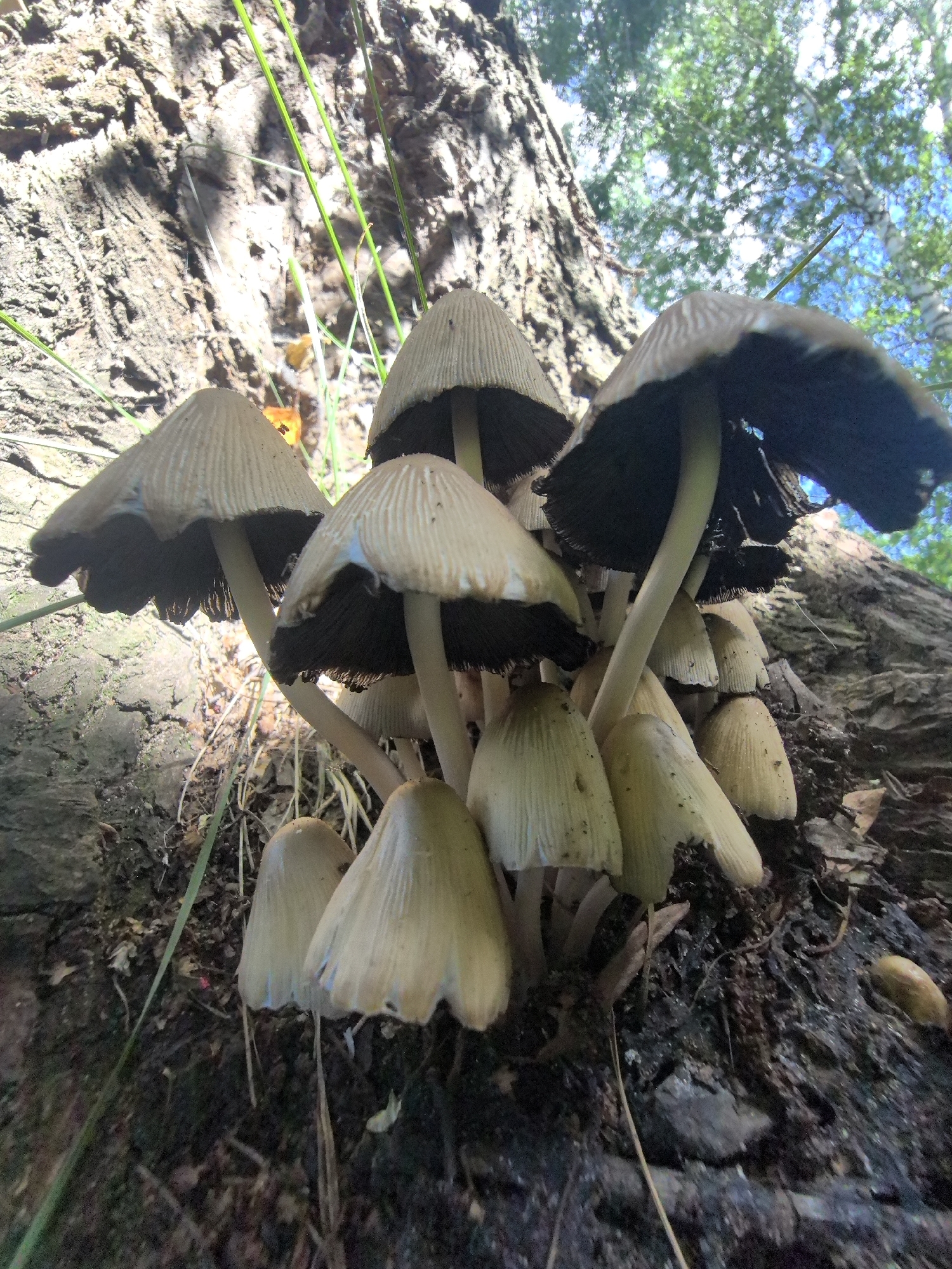 A close-up, low-angle shot captures a cluster of mushrooms growing on a fallen log near the base of a large tree. The mushrooms have conical, bell-shaped caps that range in color from pale tan to dark brown, with some exhibiting gill-like structures on their undersides. The caps of some mushrooms are wide and flattened, while others are more pointed and elongated. The mushrooms are growing in a damp, earthy environment with fallen leaves and twigs. Green grass and blades of vegetation are visible among the mushrooms. In the background, the rough bark of a tree is prominent, with sunlight dappling its surface. Above the tree, the sky is visible through a canopy of green leaves, suggesting an outdoor setting in a wooded area, possibly during the daytime. The overall scene evokes a natural, forest environment. There is no visible text in the image.