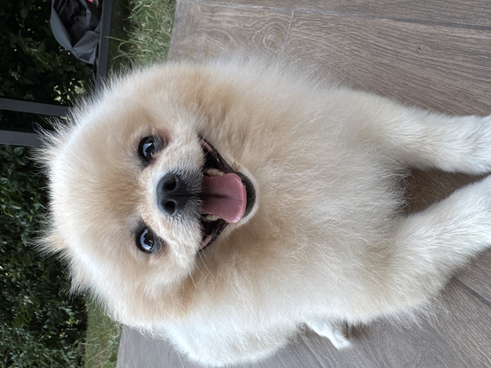 The image shows a close-up, high-angle shot of a fluffy, cream-colored Pomeranian dog lying on a wooden deck. The dog is facing the camera with its mouth open and tongue lolling out, appearing happy and panting. Its eyes are dark and alert, and its nose is black. The dog's fur is dense and slightly disheveled, with some wisps sticking out around its face.
The setting appears to be outdoors, with a grassy area and dark green foliage visible in the background on the left side of the frame. A black object, possibly a bag or backpack, is partially visible amongst the greenery. The wooden deck has a natural wood grain pattern. The lighting suggests it is daytime, possibly sunny, given the reflections in the dog's eyes. The overall mood is cheerful and relaxed, with the dog seemingly enjoying itself. There is no visible text in the image. The location context provided indicates Balchik, Bulgaria, which aligns with an outdoor, possibly residential or park setting.