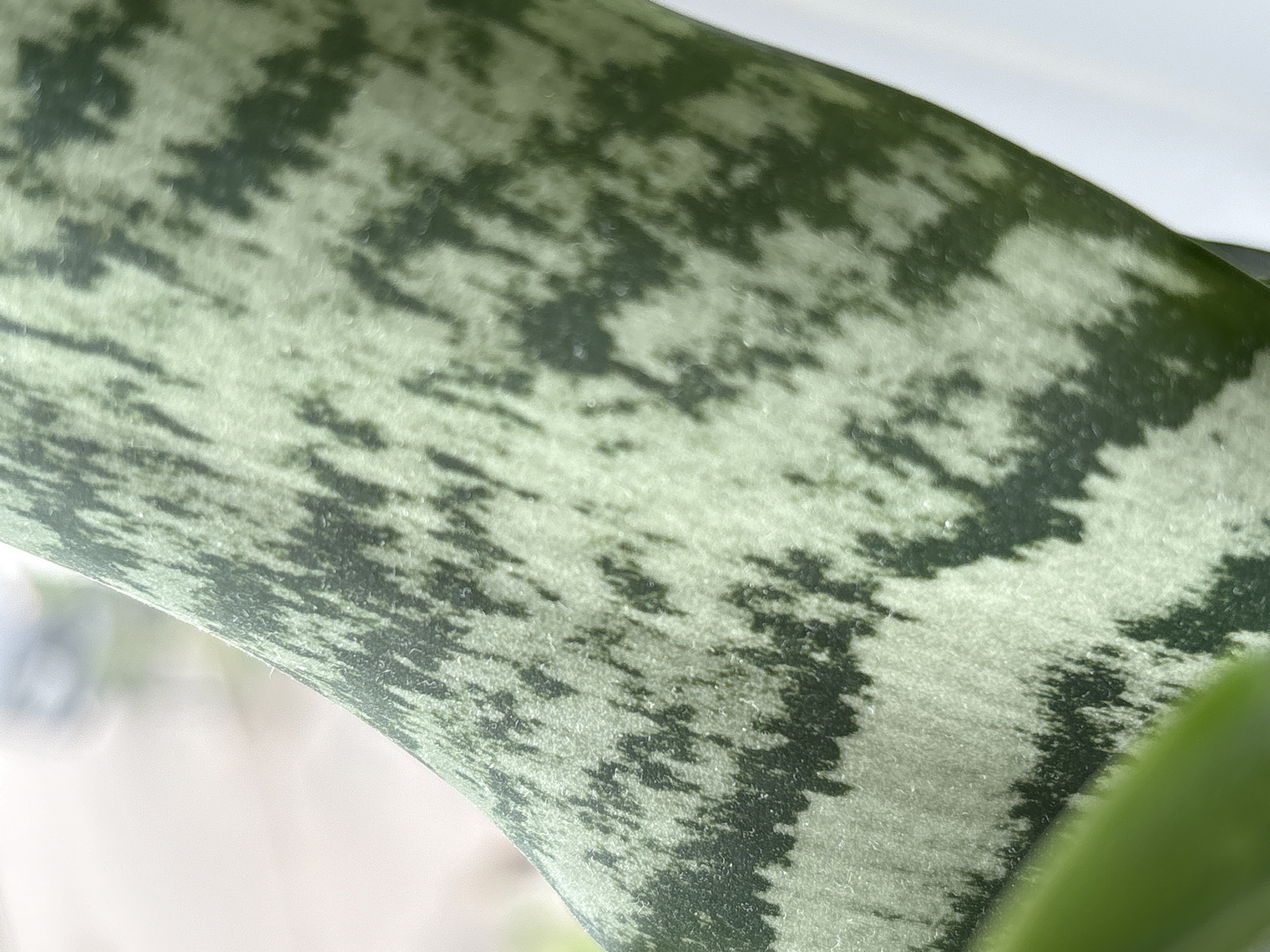 The image shows a close-up of a variegated snake plant leaf (Sansevieria trifasciata 'Laurentii'). The leaf displays a pattern of light green and dark green mottling. Part of the leaf is positioned in the lower right corner. The background is blurred and indistinct, showing a window. There is no information to support the claim it is in Saint Petersburg, Russia.