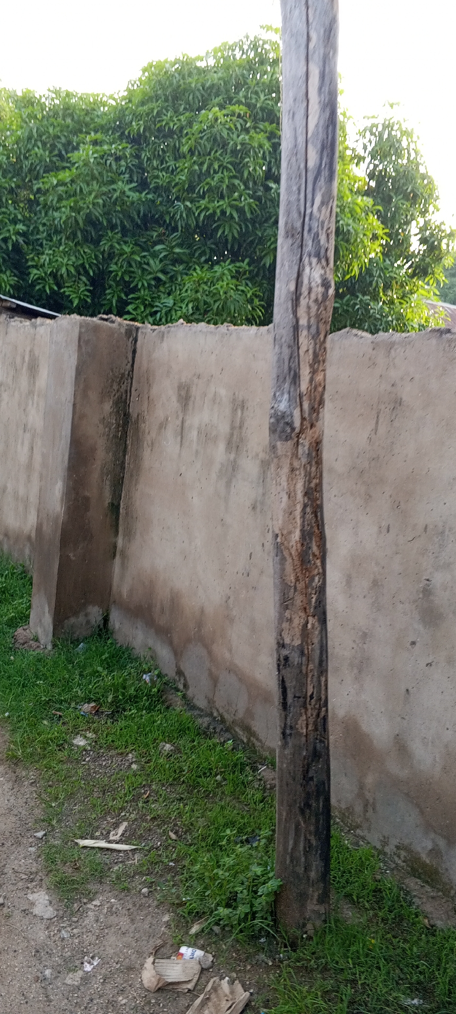 In Jalingo, Nigeria, an image captures a weathered, rough-textured wooden pole positioned vertically in the foreground, bisecting the frame. The pole displays deep cracks and areas of exposed, lighter wood, suggesting significant age and exposure to the elements. Behind the pole, a roughly constructed concrete wall runs horizontally across the middle ground, its surface uneven and marked with dark streaks of discoloration. To the left of the wall, a patch of vibrant green grass grows, interspersed with small pieces of debris, including what appears to be a crushed cardboard box and a white cylindrical object. Beyond the wall, a dense canopy of lush green leaves from mature trees fills the upper portion of the image, suggesting a natural, possibly overgrown, environment. The sky, visible in the upper right corner, is bright, indicating daylight conditions.