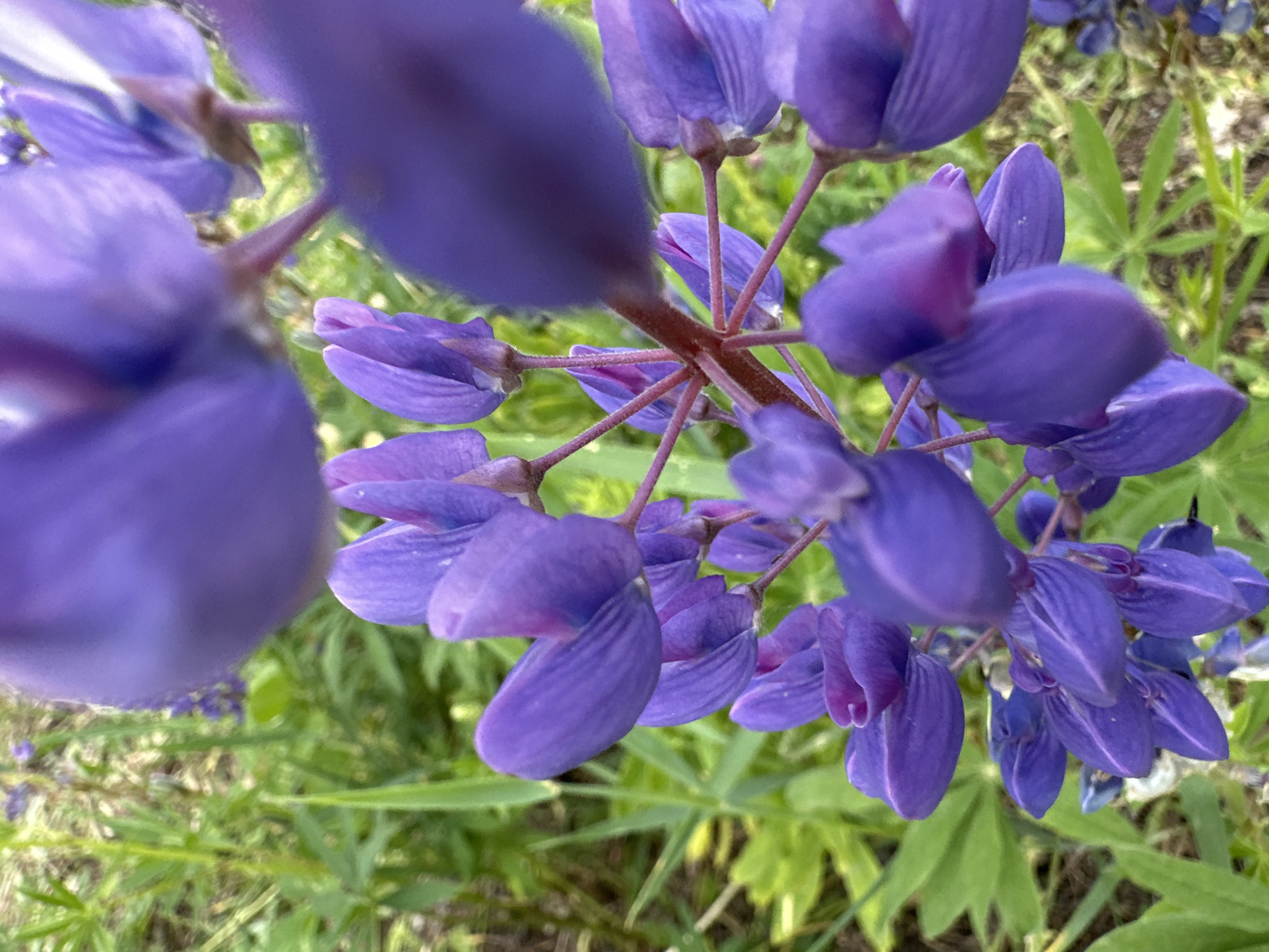 The image displays a close-up view of a cluster of vibrant purple flowers, likely lupines, against a blurred green background. The flowers are arranged densely along a central stem, with numerous individual florets in various stages of bloom. Some petals exhibit shades of lavender, violet, and deep indigo.
The composition uses a shallow depth of field, bringing the central flower cluster into sharp focus while blurring parts of the foreground and the green foliage in the background. This technique emphasizes the texture and color of the blossoms. The perspective appears to be slightly upward, looking into the dense growth of the flowers.
In the foreground on the left, a large, out-of-focus purple bloom extends into the frame. Throughout the image, the stems connecting the individual florets to the main stalk are visible, showing a reddish-brown hue. The green background consists of soft, indistinct leaves and blades of grass, indicating a natural outdoor setting.
The lighting appears bright and natural, suggesting daytime conditions, and enhances the vividness of the purple petals and green leaves. There are no people, explicit activities, or visible text in the image. The overall impression is one of natural beauty and botanical detail.