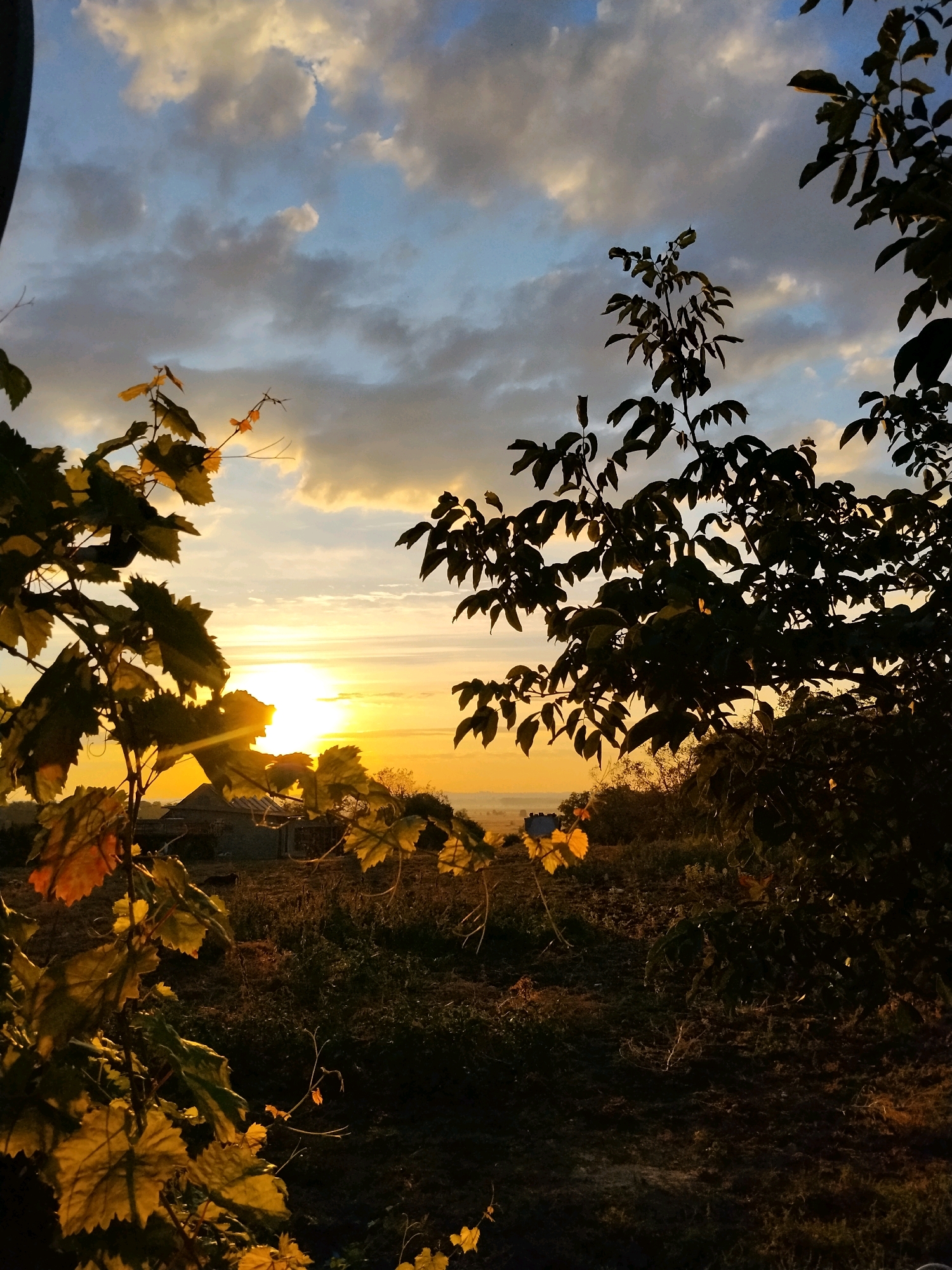 A sunlit landscape is viewed through a foreground of foliage. The sun, a bright orb of golden light, is positioned low on the horizon, casting a warm glow across the scene. The sky above is a mix of blue and grey clouds, some illuminated by the sun's rays. In the middle ground, there is a rustic building with a pitched roof, nestled amidst vegetation. The ground appears uneven and covered with dry grass and scattered plants. The overall impression is one of a rural setting at sunset, likely in the city of Ustyvytsia, Ukraine, given the context of the prompt. The foliage in the foreground, with its green and yellow leaves, frames the view and adds depth to the image.
