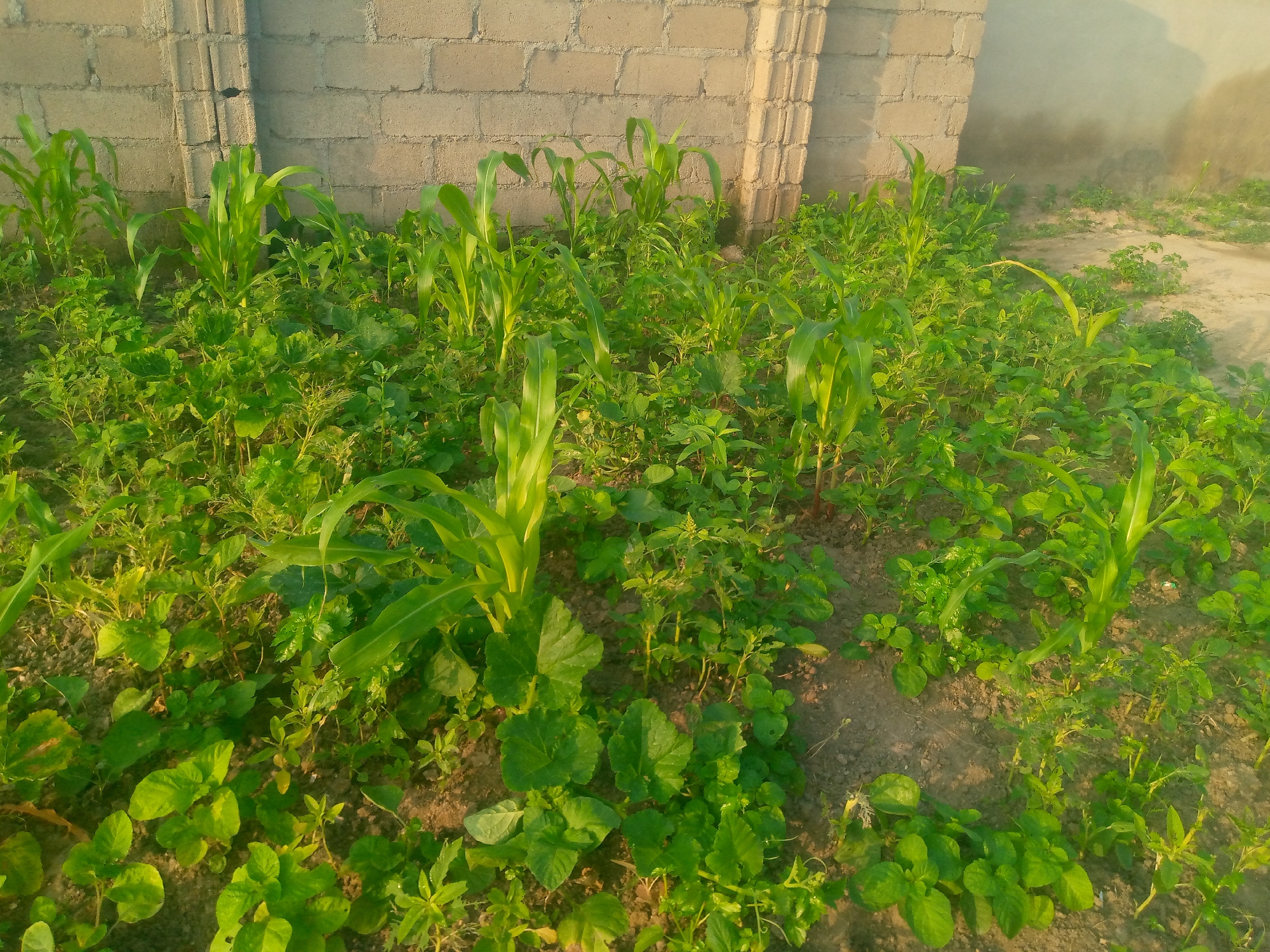 The image depicts a small garden patch located in Jalingo, Nigeria, adjacent to a light-colored brick wall. The garden is densely planted with young corn stalks interspersed with various low-lying green plants, possibly legumes or leafy vegetables. The soil is visible between the plants, appearing dry and somewhat sandy. The scene is lit by natural sunlight, casting shadows and highlighting the vibrant green of the vegetation. There are no people or animals visible in the image. The overall impression is one of a humble, cultivated space within an urban or semi-urban setting.