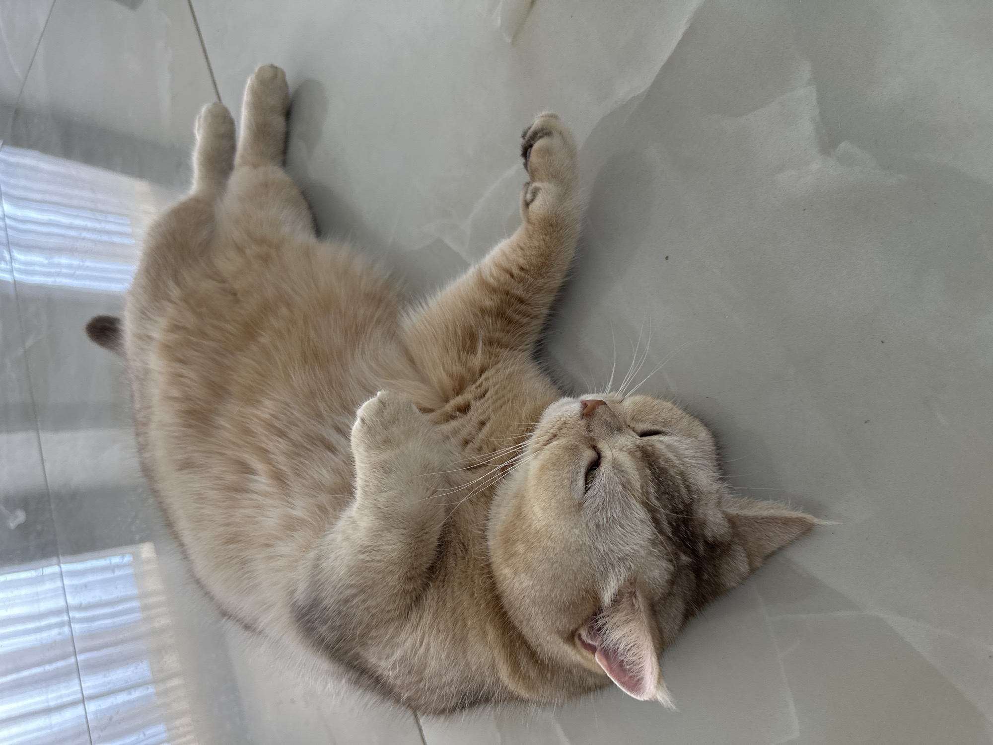 A light brown and grey tabby cat lies on its back on a tiled floor. The cat's front paws are curled up near its face, and its eyes are closed. The floor has a glossy finish and reflects some light. A set of blinds are visible in the background. The location is Unknown, Unknown.