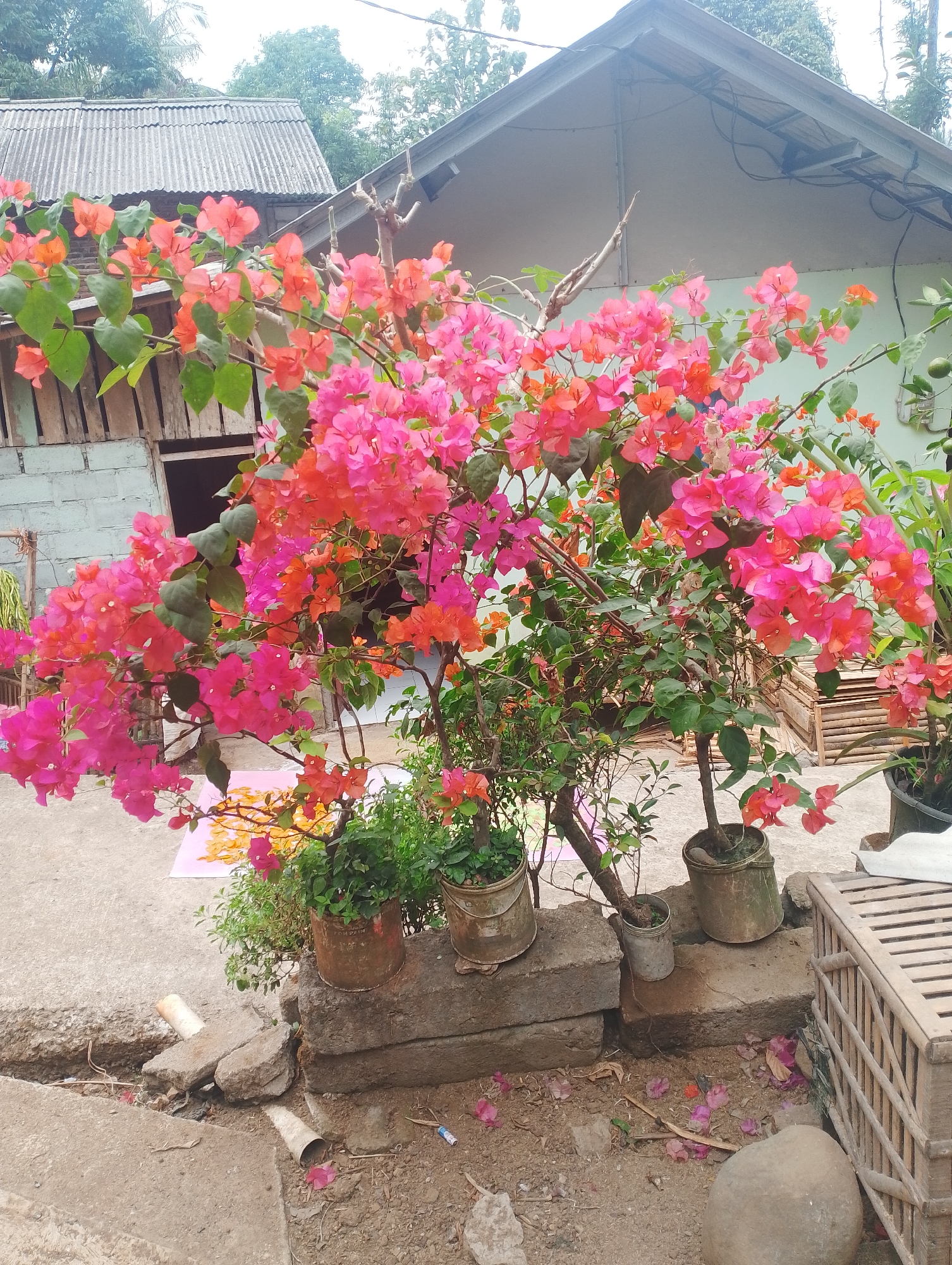 The image depicts a vibrant bougainvillea plant with pink and orange flowers in full bloom, positioned in front of a light blue wall and a corrugated metal roof structure, suggesting a residential setting. The plant is potted in what appears to be a weathered, repurposed metal container, placed on a concrete platform constructed from bricks. Surrounding the plant, the ground is a mix of concrete, soil, and scattered fallen petals. In the background, a portion of a wooden structure with visible brickwork is present, and trees and foliage suggest an outdoor environment. The scene is likely located in Krasak, Indonesia, given the architectural style and lush vegetation. There are no people visible in the image.