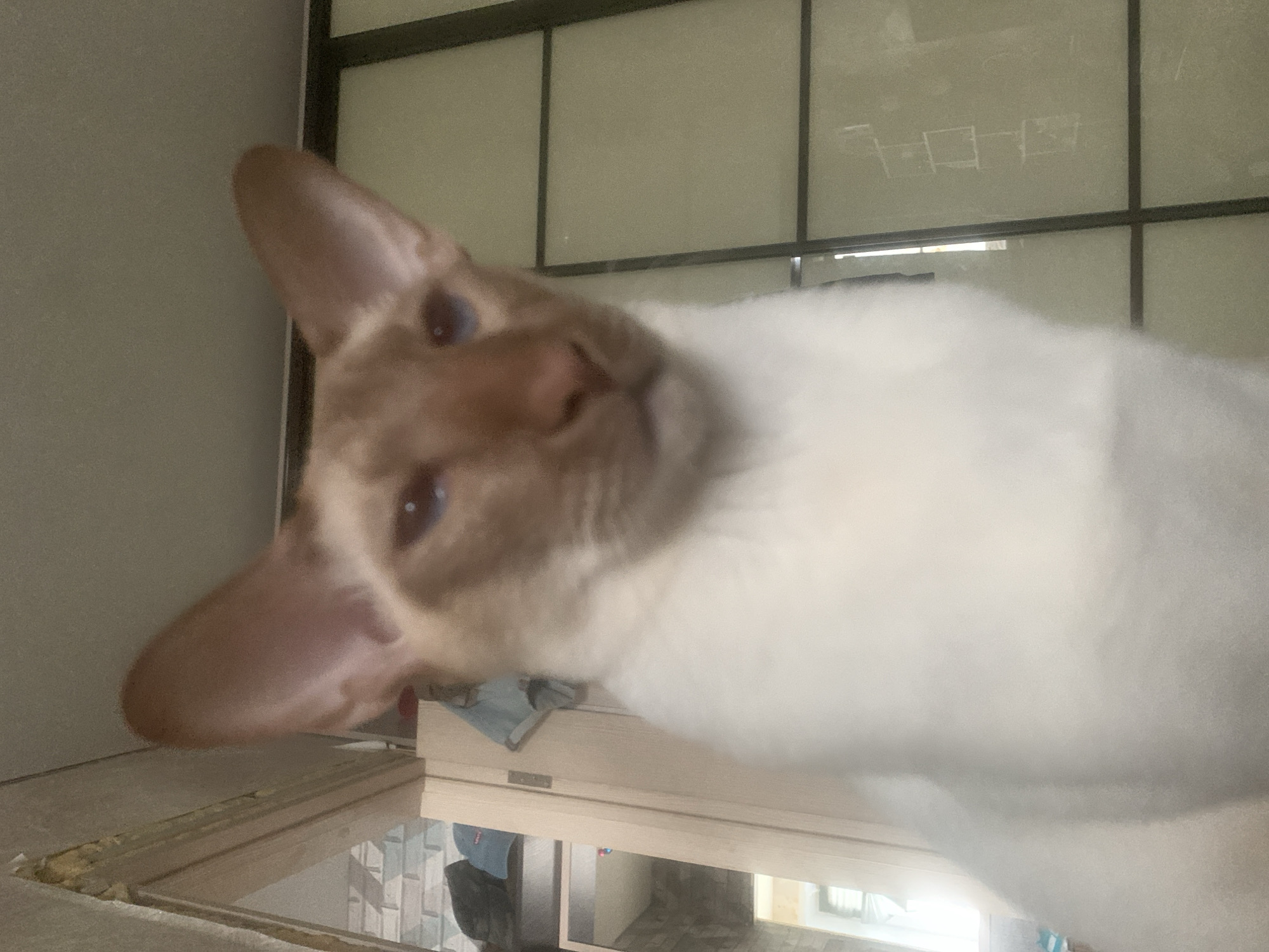 A Siamese cat with light brown fur on its face and large, pointed ears is shown in a low-angle, close-up shot. The cat's eyes are blue and appear to be looking towards the camera. The background is out of focus and shows a wall with some shelves and objects on them, and a glass sliding door or window with a grid pattern. The setting appears to be indoors, possibly a home. There is no indication of the location being in Kazan, Russia.