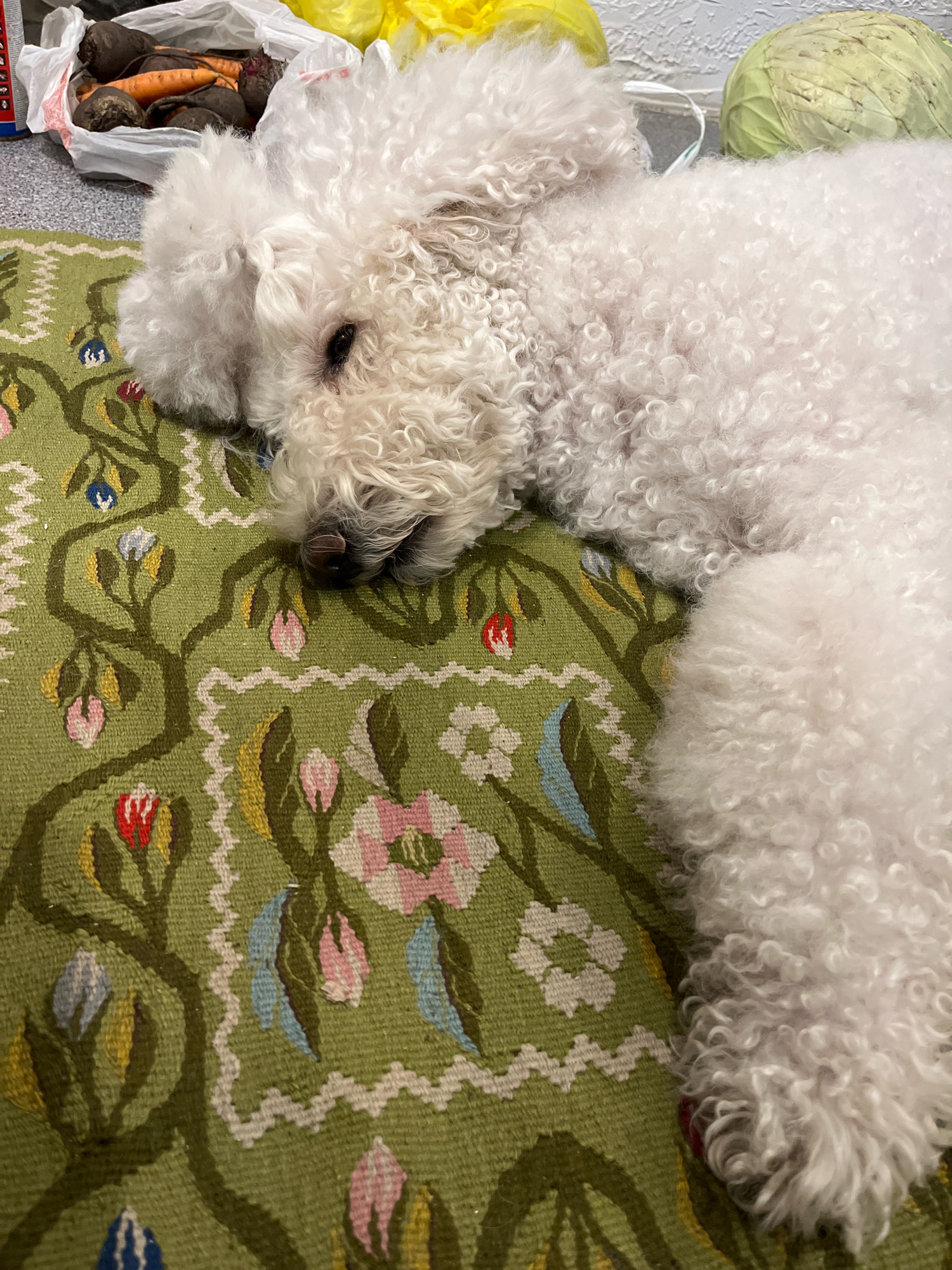 The image shows a white poodle lying on a green rug with a floral pattern. In the background, there is a bag of vegetables, including beets and carrots, and a head of cabbage. The scene appears to be indoors, likely in a home. The lighting is soft and natural. There are no people visible in the image. The poodle is resting its head on the rug, with its eyes closed. The rug has a detailed pattern of green branches with pink, red, blue, and yellow flowers and leaves. The poodle's fur is fluffy and curly. The vegetables in the background are fresh and appear to have been recently harvested. The cabbage is light green and round. The overall impression is one of domesticity and relaxation. There is no information in the image to suggest it is located in Krasnoyarsk, Russia.