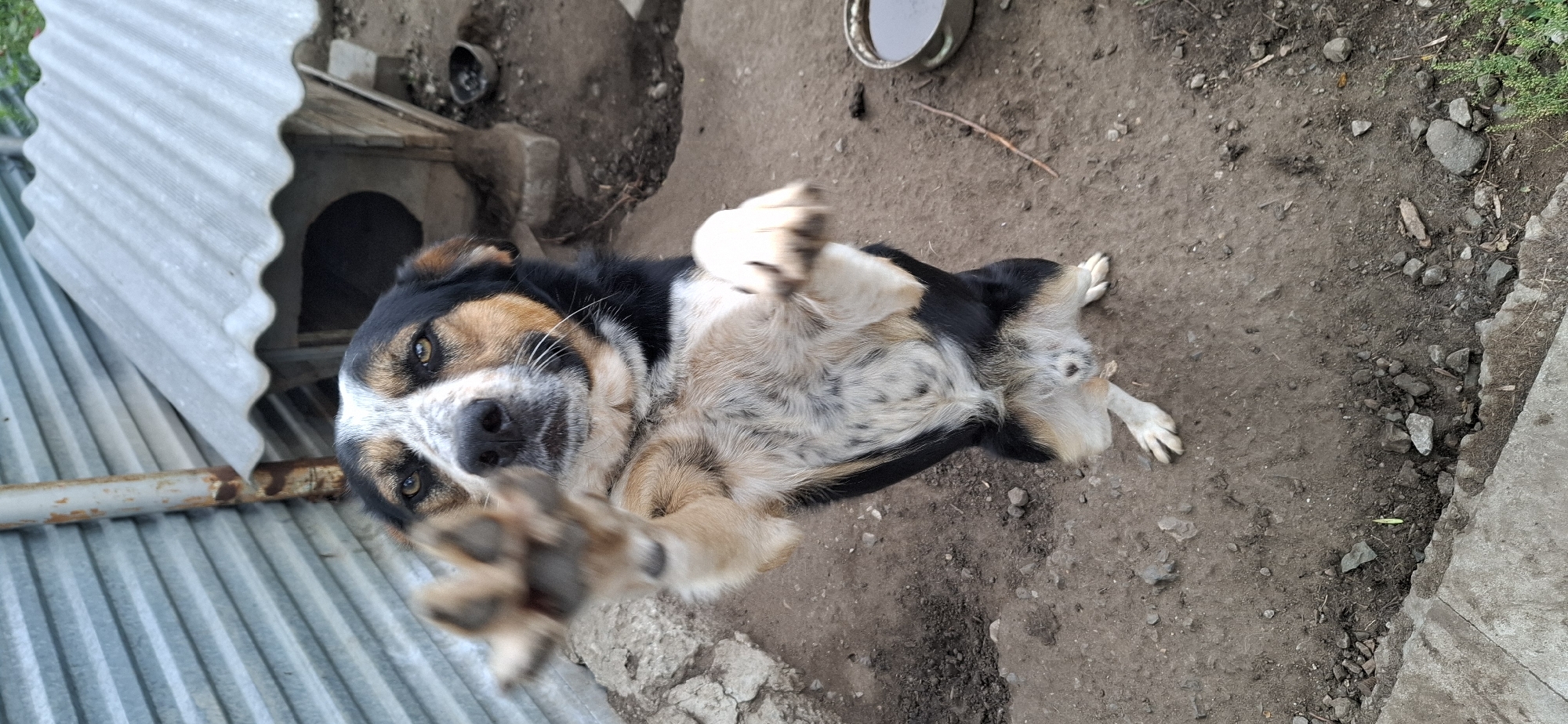 A medium-sized dog with black, tan, and white fur is standing on its hind legs, front paws raised as if reaching out. The dog has a serious expression and appears to be looking directly at the camera. Behind the dog is a rough, dirt ground with scattered rocks and a metal doghouse with a corrugated roof. To the left, a corrugated metal wall runs vertically. To the right, a shallow metal bowl with liquid is visible. The scene is outdoors, likely in a yard or rural setting. This image was taken in Kostanay, Kazakhstan.